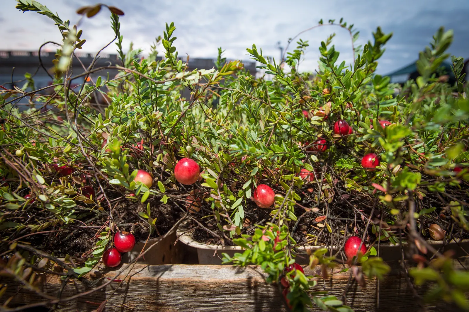 Ocean Spray (Holodiscus Discolor) — Ocean Spray can serve as an effective background plant in mixed borders or native plant gardens; adding seasonal interest