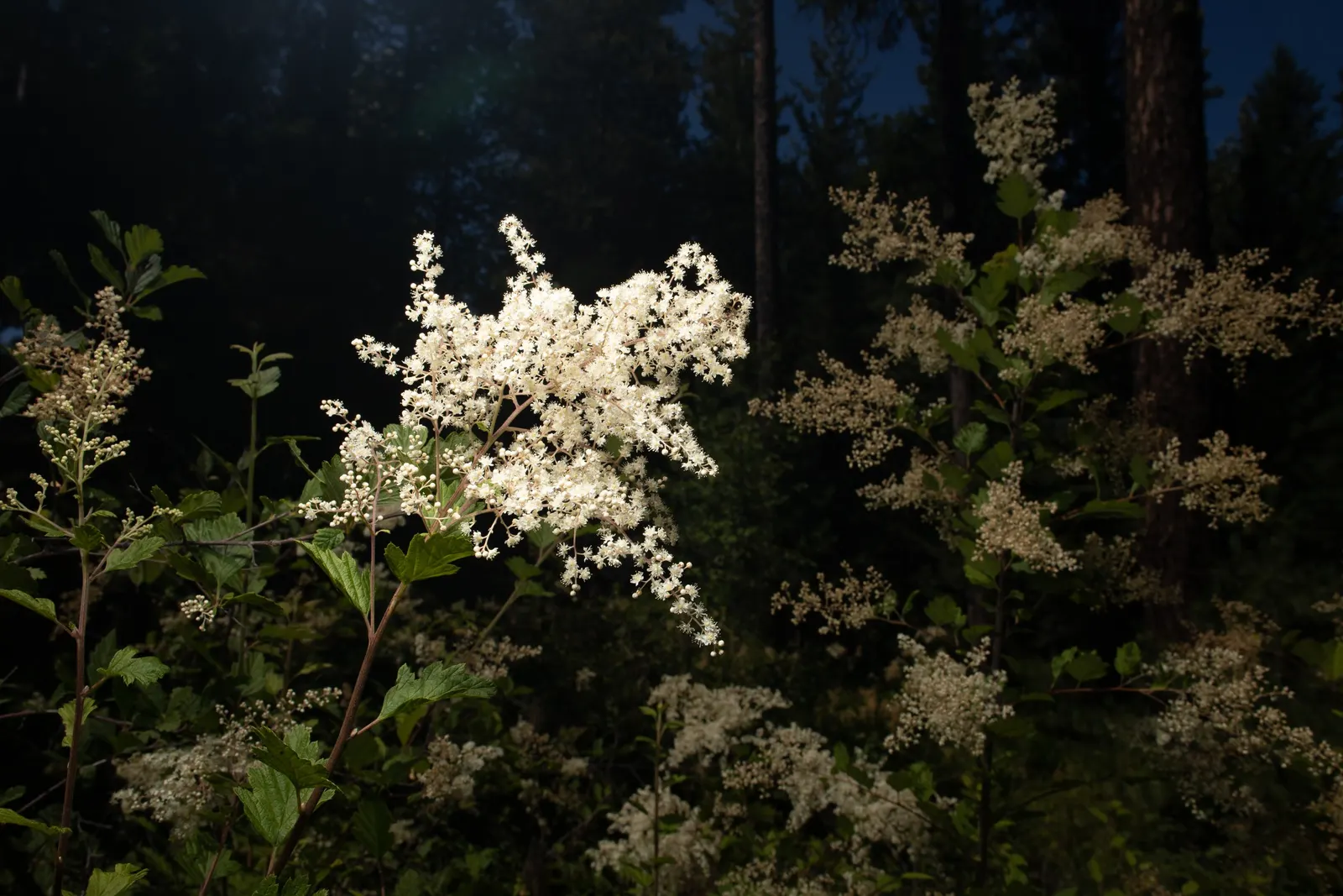 Ocean Spray (Holodiscus Discolor) — Holodiscus discolor thrives in full sun to partial shade; prefers full sun to partial shade