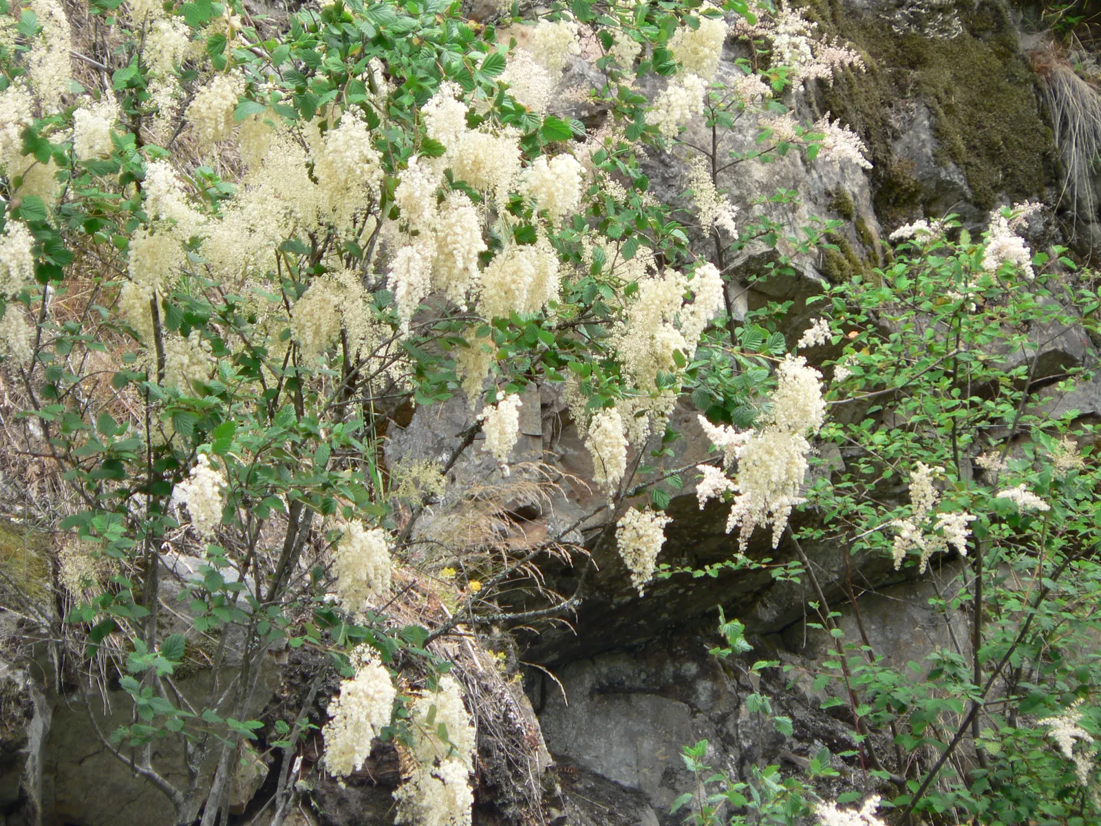 Ocean Spray (Holodiscus Discolor) — it boasts a drought-tolerant nature; shrub for full or half