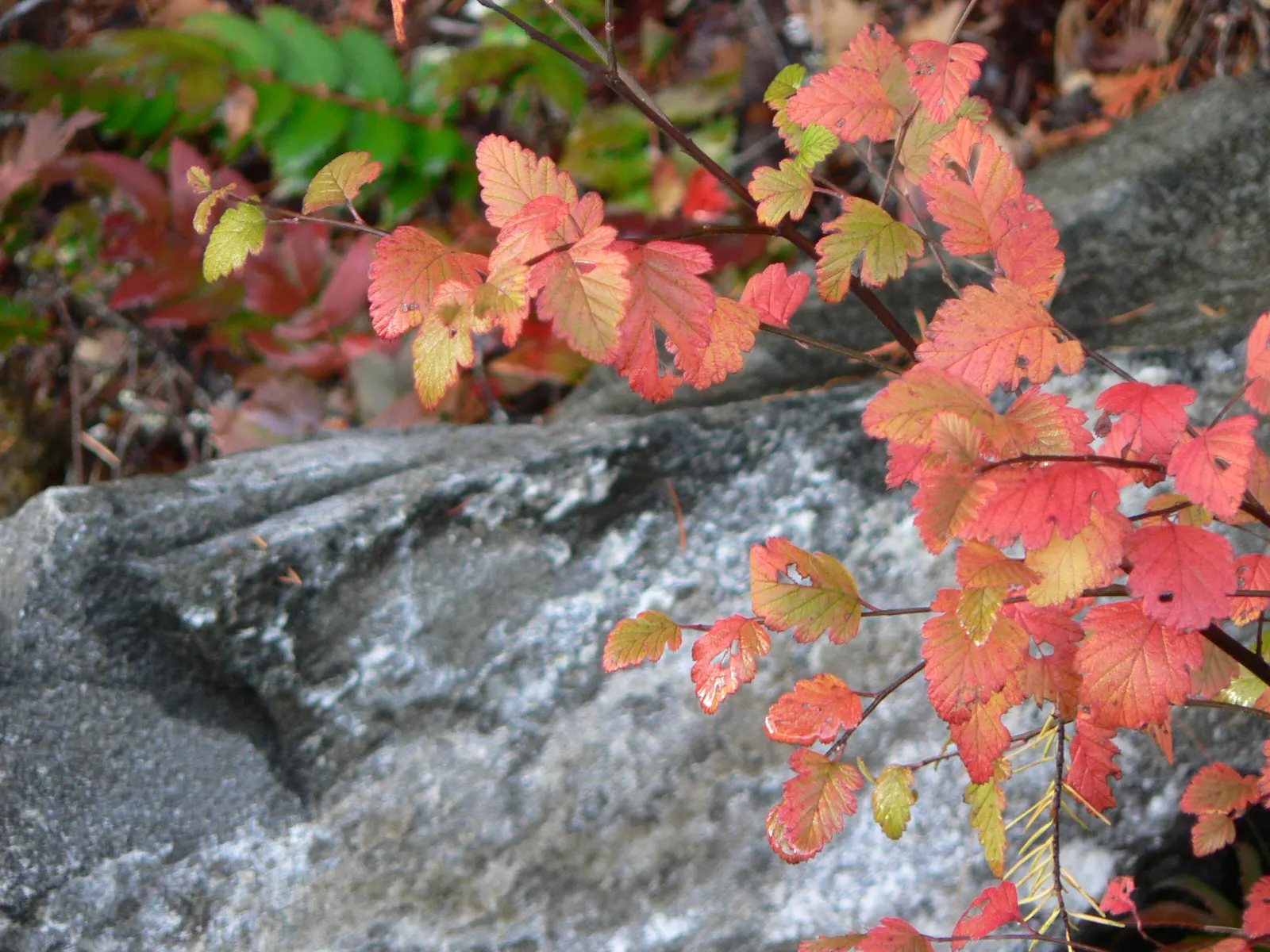 Ocean Spray (Holodiscus Discolor) — and is drought tolerant once established