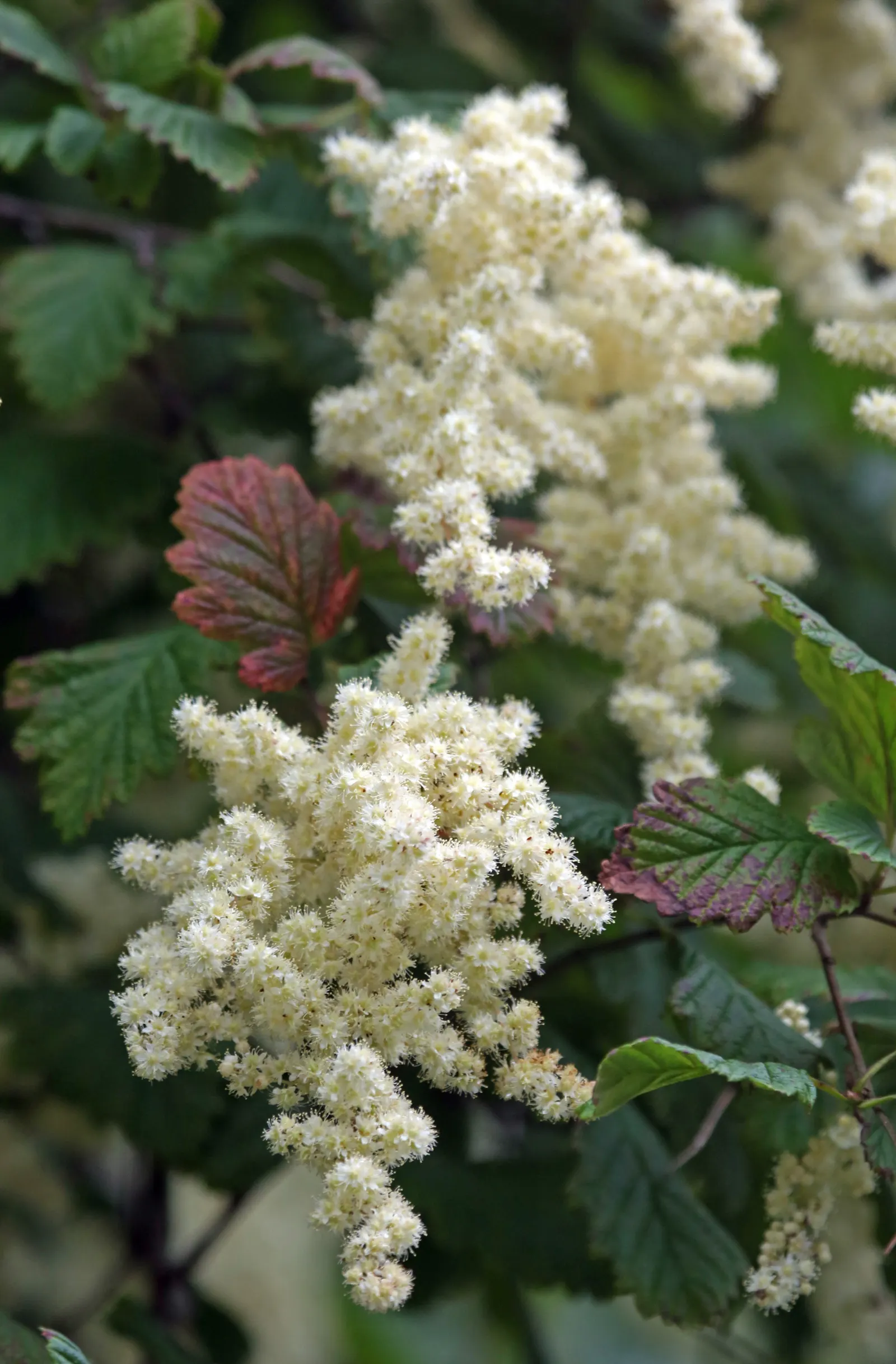 Ocean Spray (Holodiscus Discolor) — is a versatile and visually appealing deciduous shrub known for its cascading clusters of creamy white flowers; officially