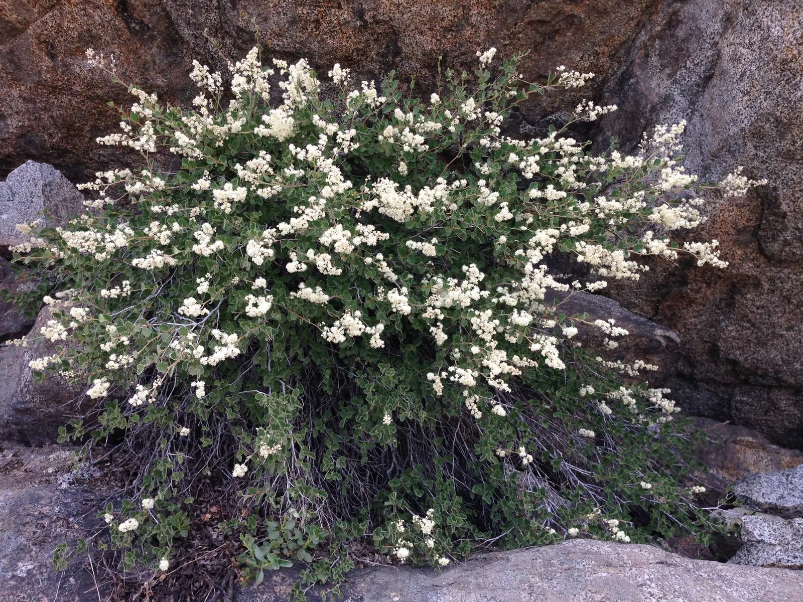 Ocean Spray (Holodiscus Discolor) — Pruning is advised right after flowering to maintain its desired shape and to encourage robust new growth; impresses with