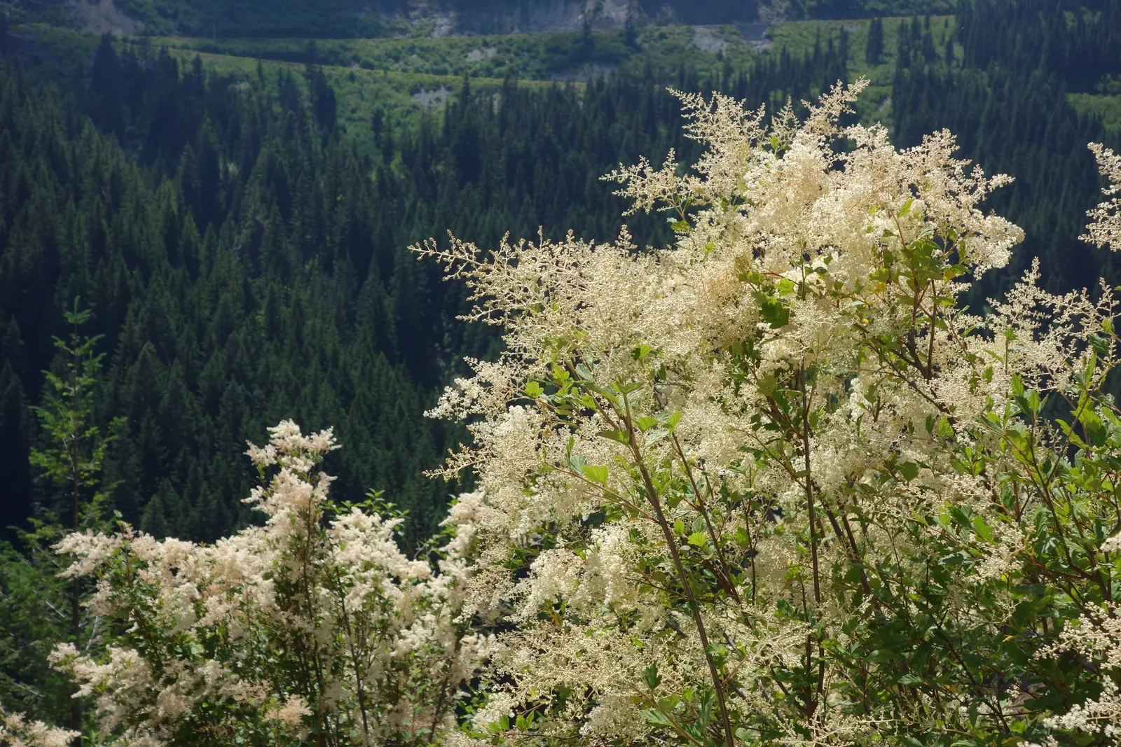 Ocean Spray (Holodiscus Discolor) — slightly arching form to landscape designs; growing 5-13 feet tall with a similar spread, its arching branches create an