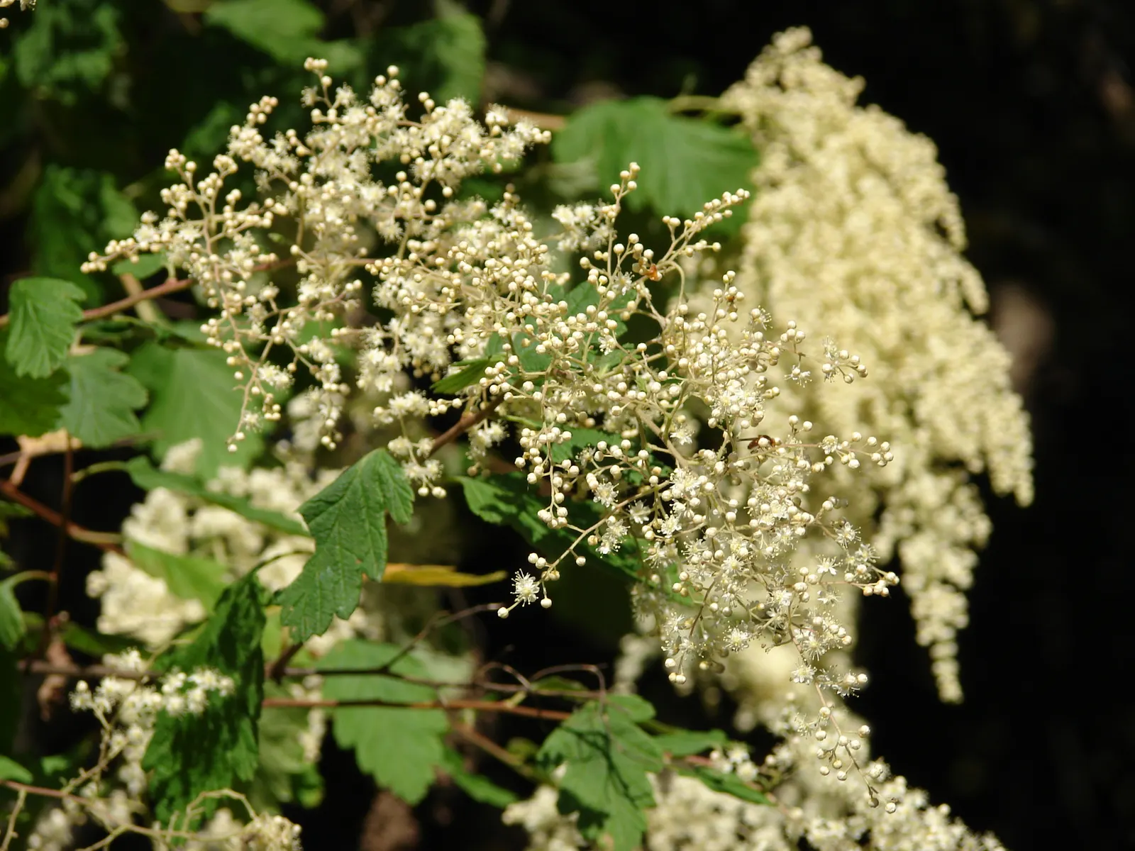 Ocean Spray (Holodiscus Discolor) — impresses with its frothy white to cream flower clusters that bloom profusely in early summer