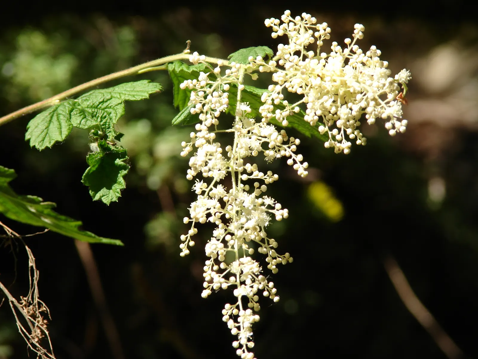 Ocean Spray (Holodiscus Discolor) — Furthermore, it can be used for erosion control on slopes due to its extensive root system
