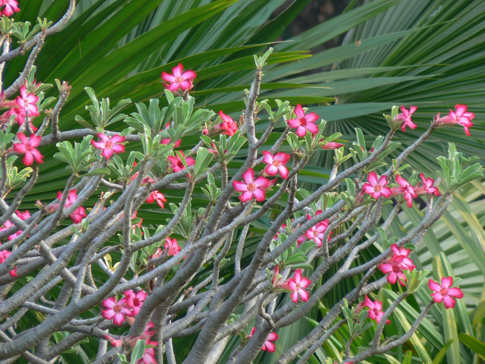 Desert Rose Or Desert Azalea (Adenium Obesum 'Calypso') — Remember to handle with care, as the sap is toxic if ingested and may cause skin irritation