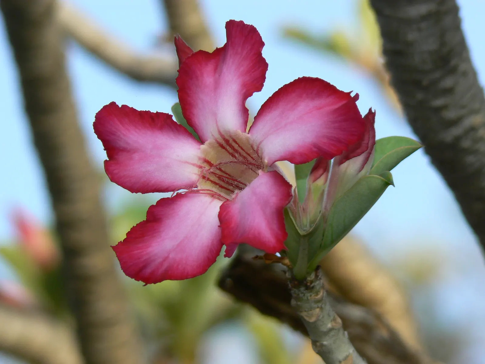 Desert Rose Or Desert Azalea (Adenium Obesum 'Calypso') — making it an excellent choice for xeriscaped gardens