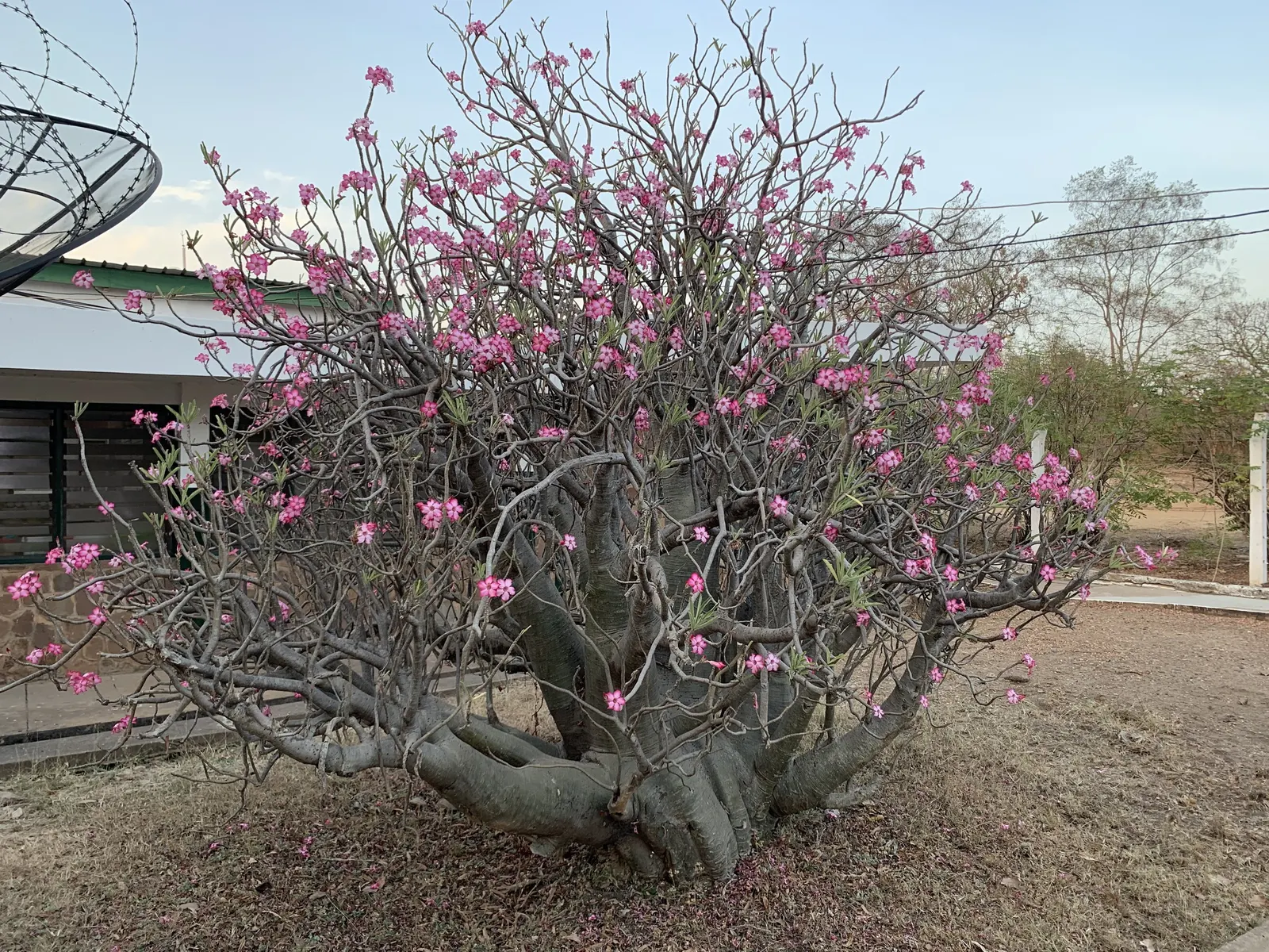 Desert Rose Or Desert Azalea (Adenium Obesum 'Calypso') — consider positioning it as a focal point where its dramatic form can be appreciated, image 86