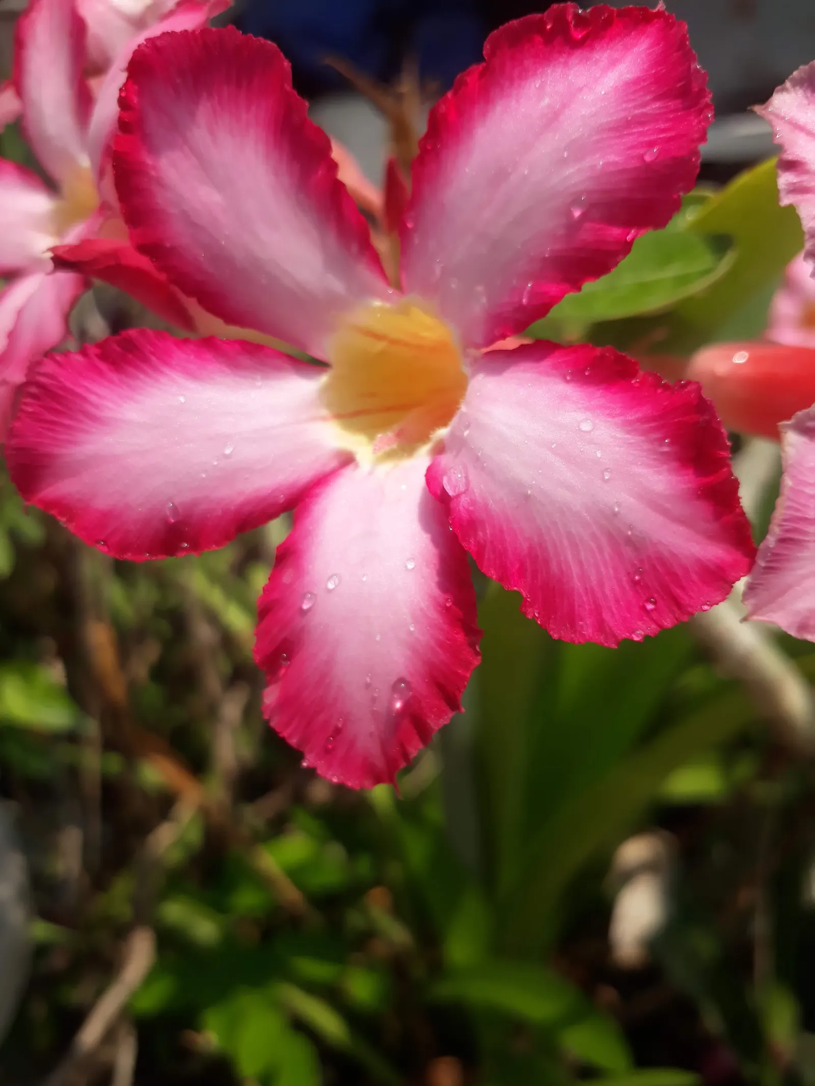 Desert Rose Or Desert Azalea (Adenium Obesum 'Calypso') — The architectural form of the Desert Rose can vary in mature specimens; consider, image 85