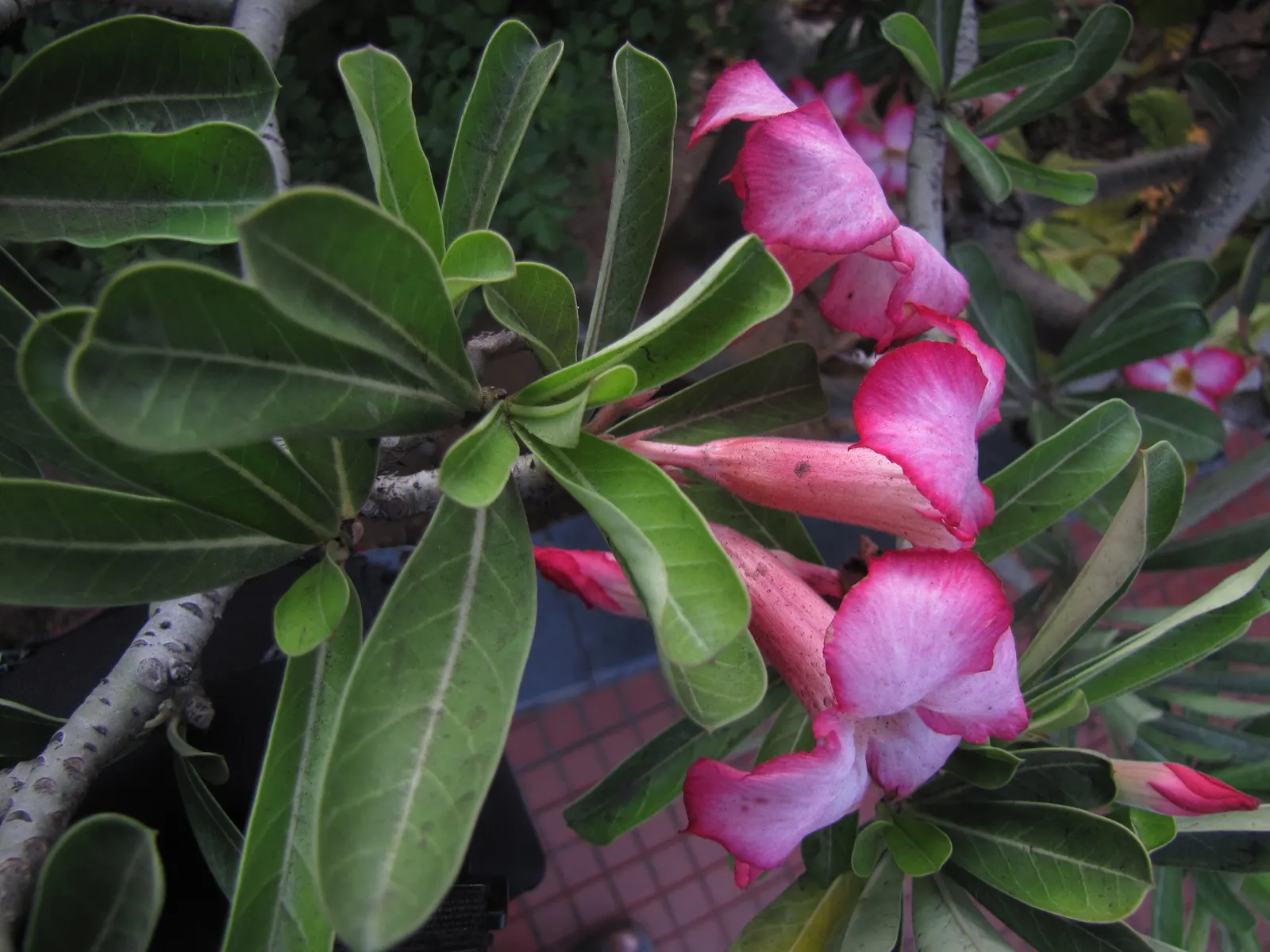 Desert Rose Or Desert Azalea (Adenium Obesum 'Calypso') — The architectural form of the Desert Rose can vary in mature specimens