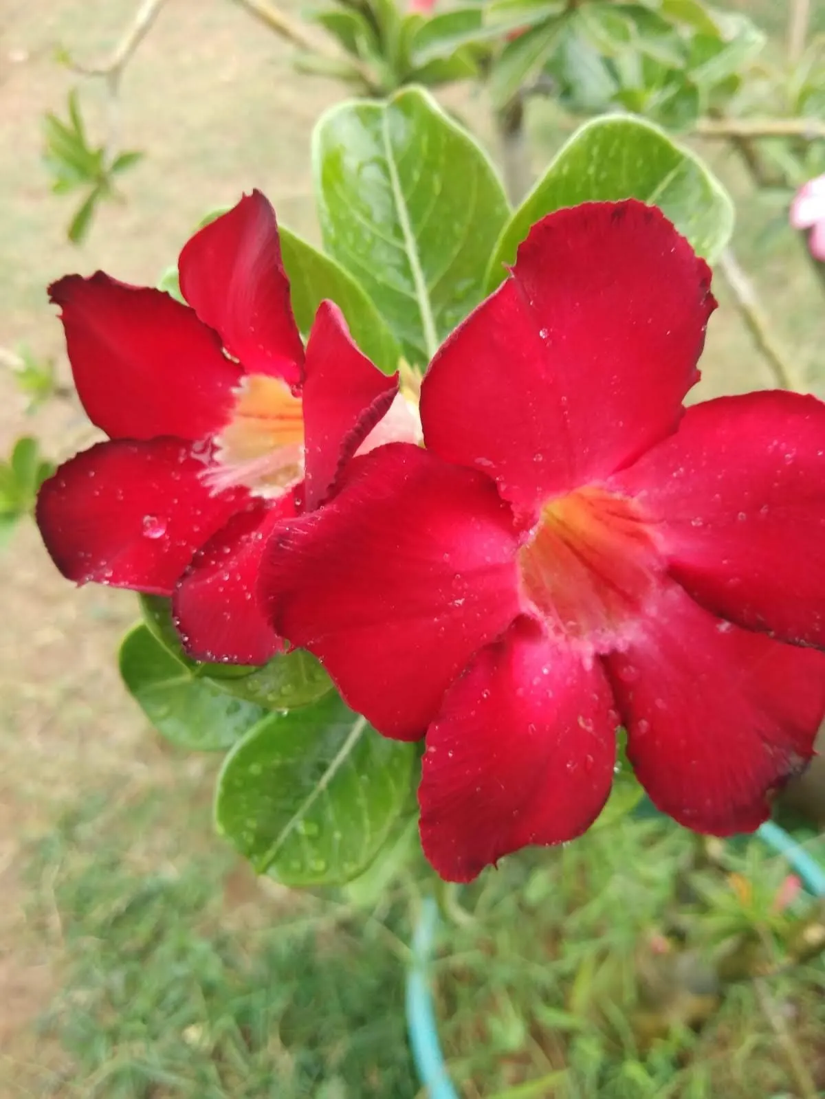 Desert Rose Or Desert Azalea (Adenium Obesum 'Calypso') — with trumpet-shaped blooms that boast a vivid pink to red hue with a sultry dark throat, image 125