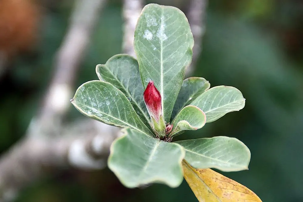 Desert Rose Or Desert Azalea (Adenium Obesum 'Calypso') — Remember to handle with care, as the sap is toxic if ingested and may cause skin, image 66