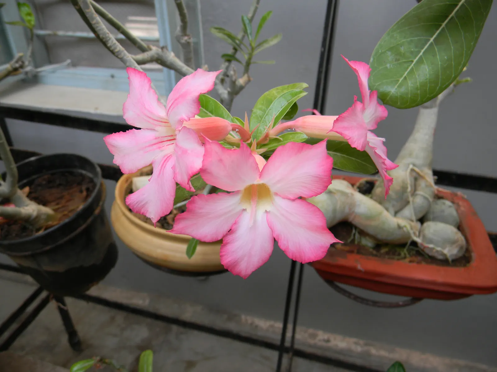 Desert Rose Or Desert Azalea (Adenium Obesum 'Calypso') — commonly known as Desert Rose or Desert Azalea; shrub / succulent for full or half, image 99
