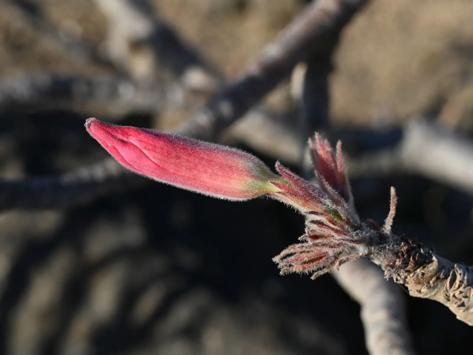 Desert Rose Or Desert Azalea (Adenium Obesum 'Calypso') — This particular cultivar offers a breathtaking floral display