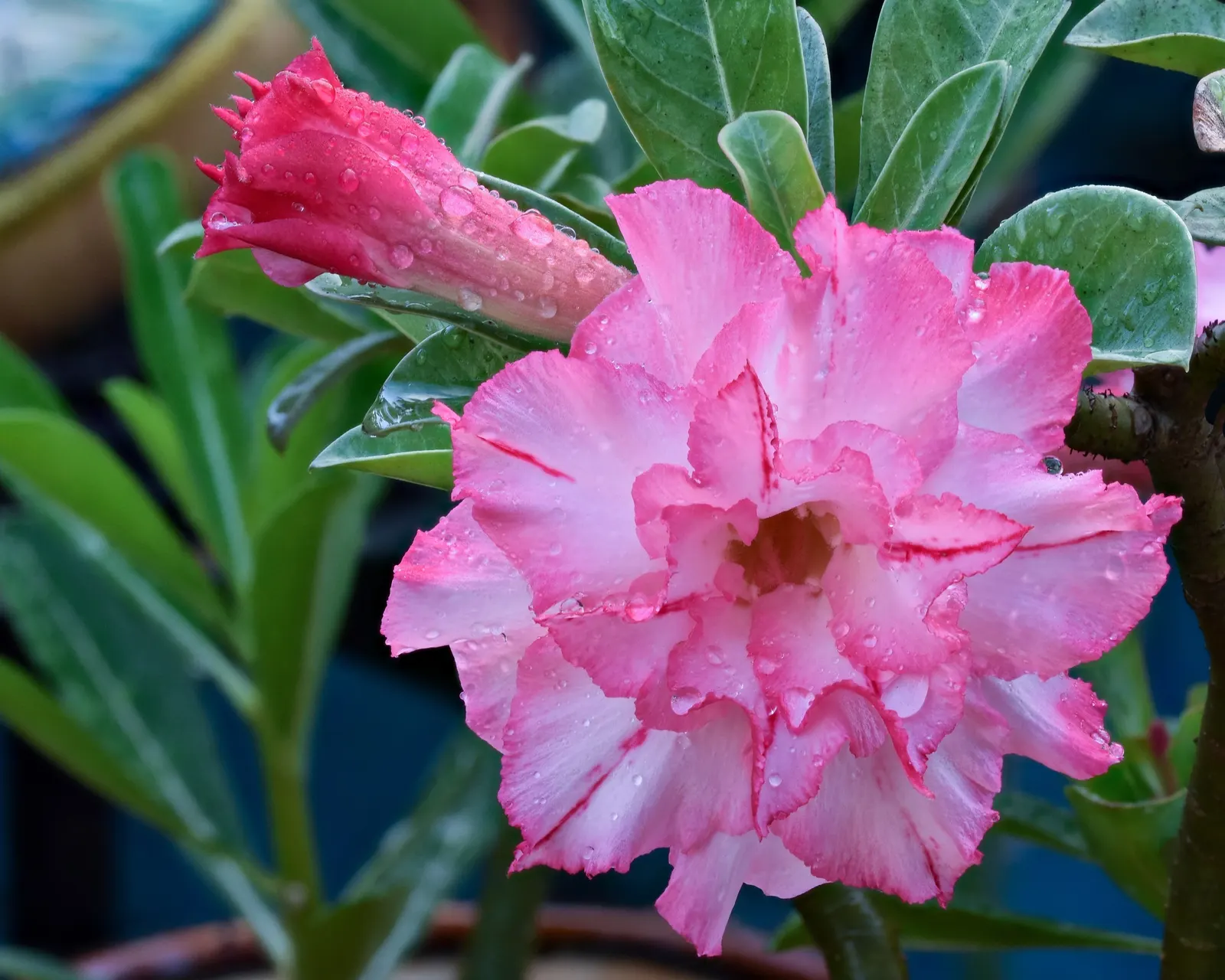 Desert Rose Or Desert Azalea (Adenium Obesum 'Calypso') — which contrast its glossy; this particular cultivar offers a breathtaking floral display, image 74