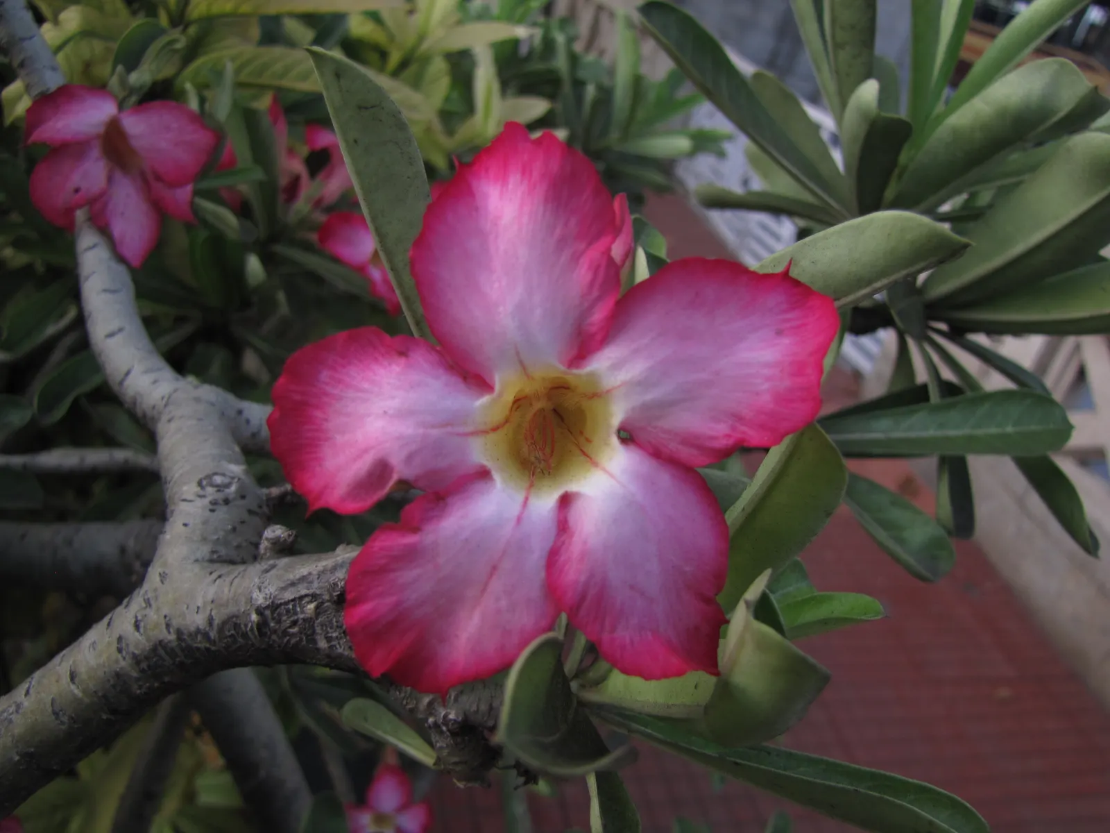 Desert Rose Or Desert Azalea (Adenium Obesum 'Calypso') — or as a container specimen on sunny patios