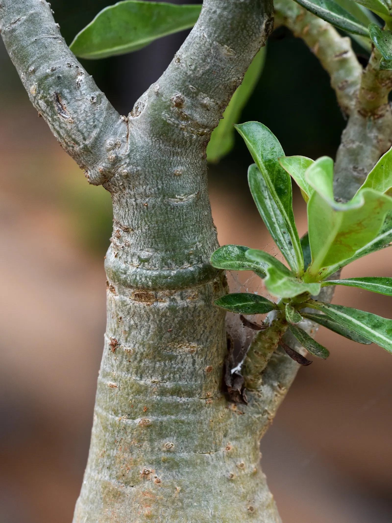 Desert Rose Or Desert Azalea (Adenium Obesum 'Calypso') — or as a container specimen on sunny patios; making it an excellent choice for xeriscaped gardens