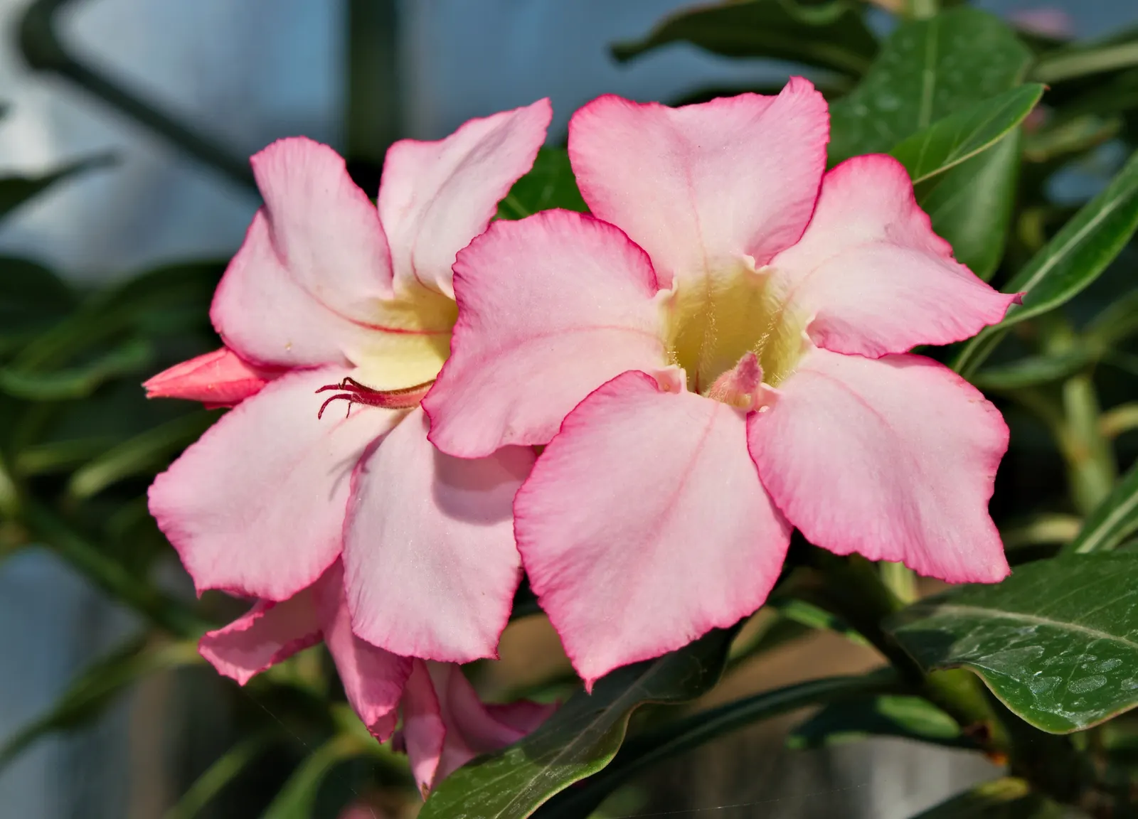 Desert Rose Or Desert Azalea (Adenium Obesum 'Calypso') — consider positioning it as a focal point where its dramatic form can be appreciated, image 63