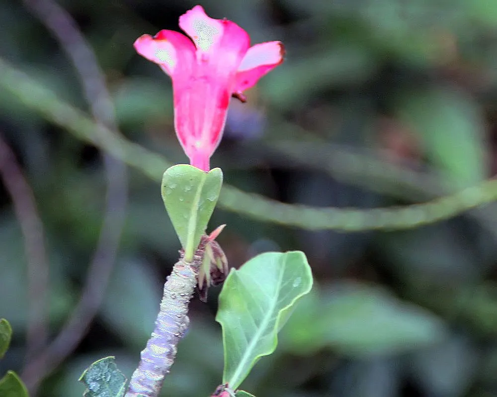 Desert Rose Or Desert Azalea (Adenium Obesum 'Calypso') — is a striking succulent shrub renowned for its sculptural form and vibrant flowers, image 77