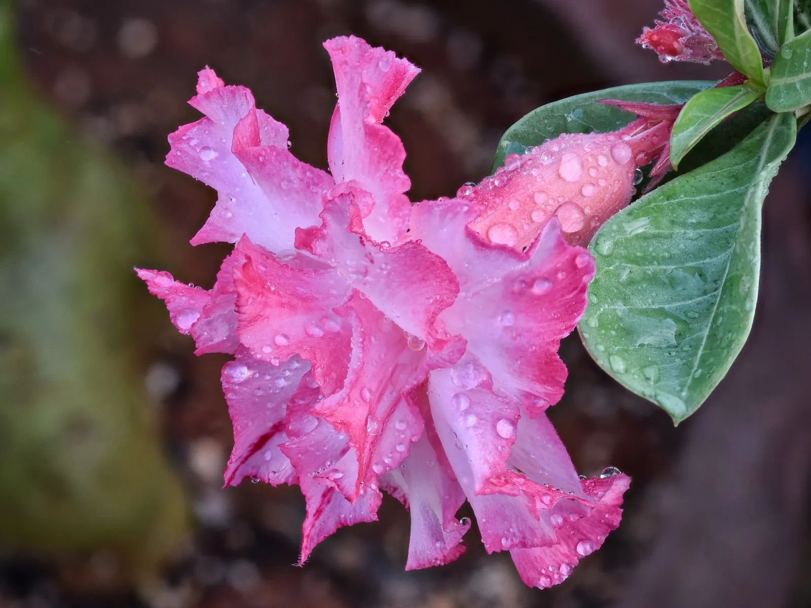 Desert Rose Or Desert Azalea (Adenium Obesum 'Calypso') — peaking during the warmest months.<br><br>The Desert Rose stands out with a distinctive caudex - a
