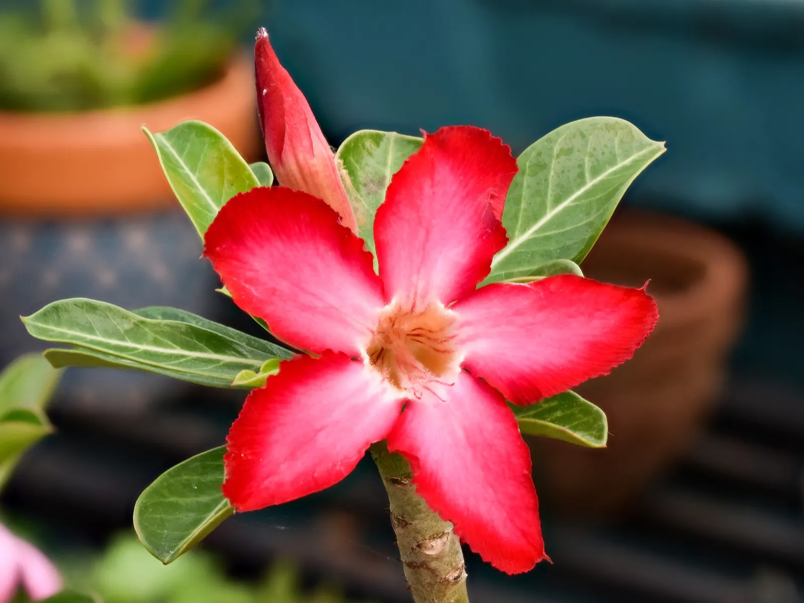 Desert Rose Or Desert Azalea (Adenium Obesum 'Calypso') — This particular cultivar offers a breathtaking floral display; allows the plant to thrive in arid