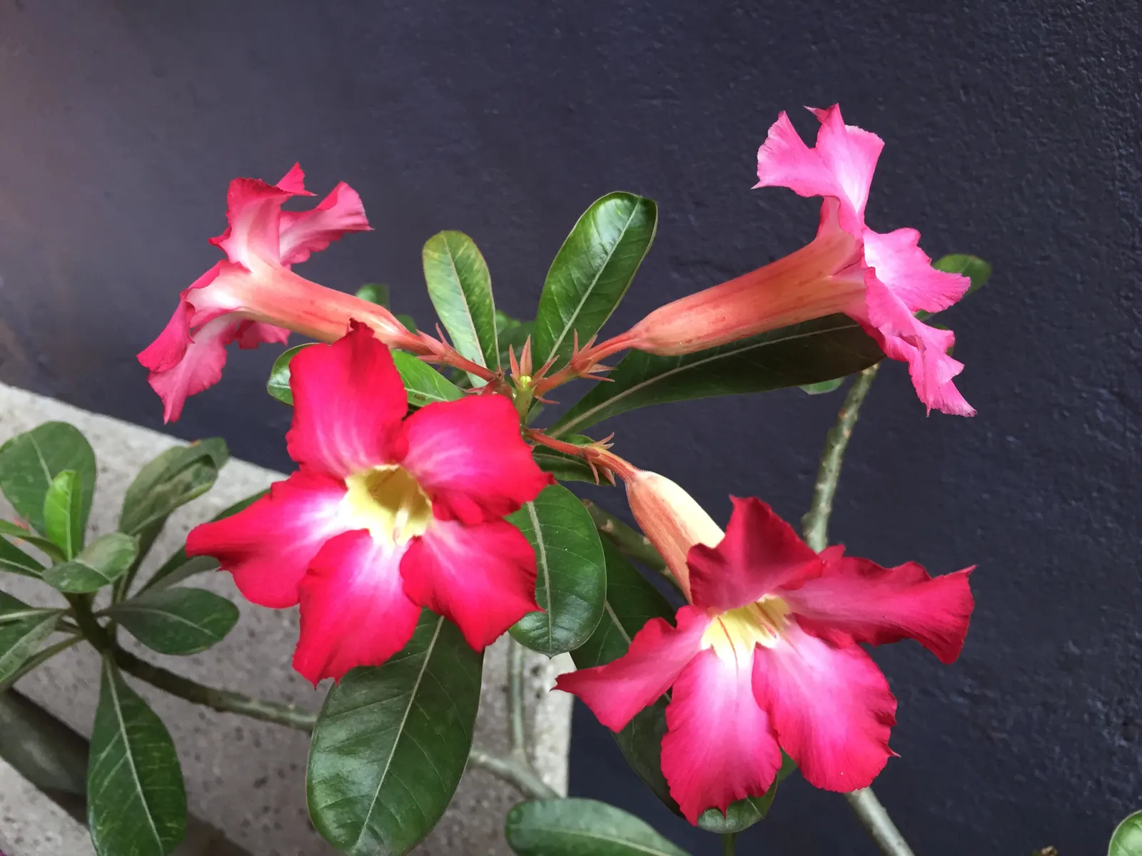 Desert Rose Or Desert Azalea (Adenium Obesum 'Calypso') — features a unique swollen base (caudex) that can reach over 10 inches in diameter