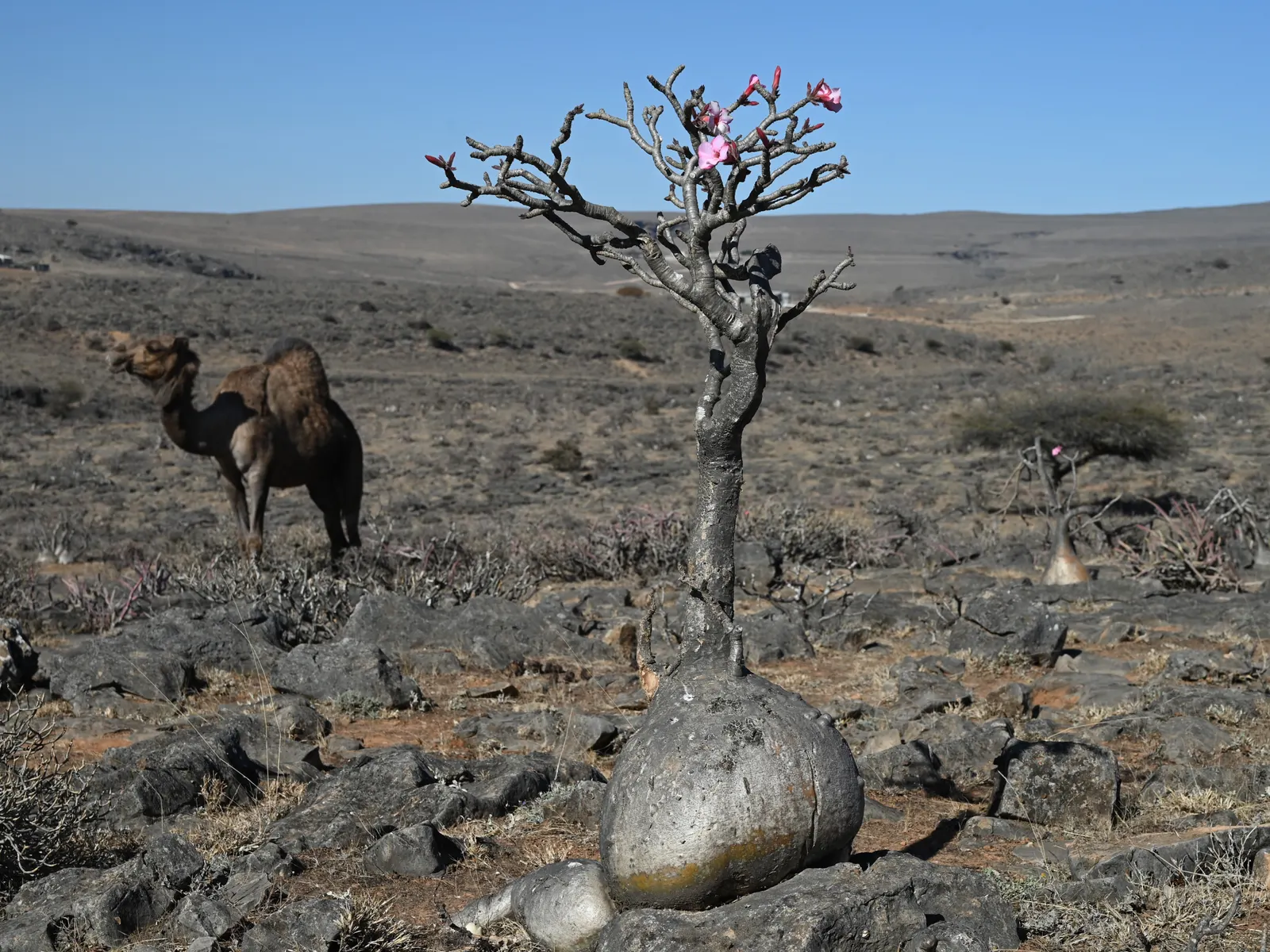 Desert Rose Or Desert Azalea (Adenium Obesum 'Calypso') — making it an excellent choice for xeriscaped gardens; with trumpet-shaped blooms that boast a vivid