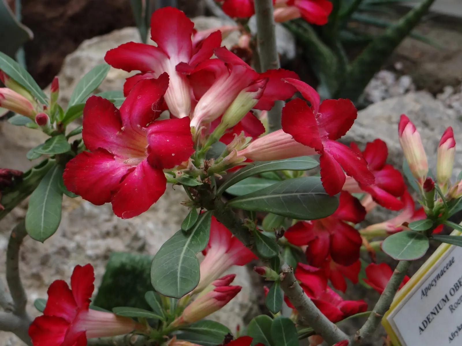 Desert Rose Or Desert Azalea (Adenium Obesum 'Calypso') — Ideal for xeriscaping in USDA zones 10-12, it requires well-drained soil and full sun, image 75