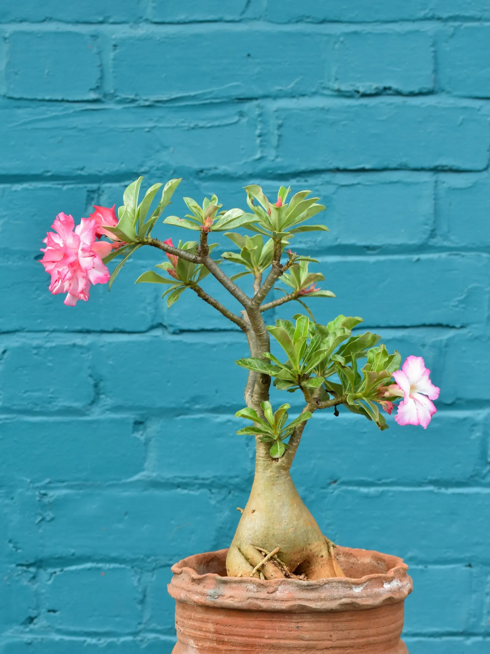 Desert Rose Or Desert Azalea (Adenium Obesum 'Calypso') — each spanning up to 2 inches; features a unique swollen base (caudex) that can reach over, image 50