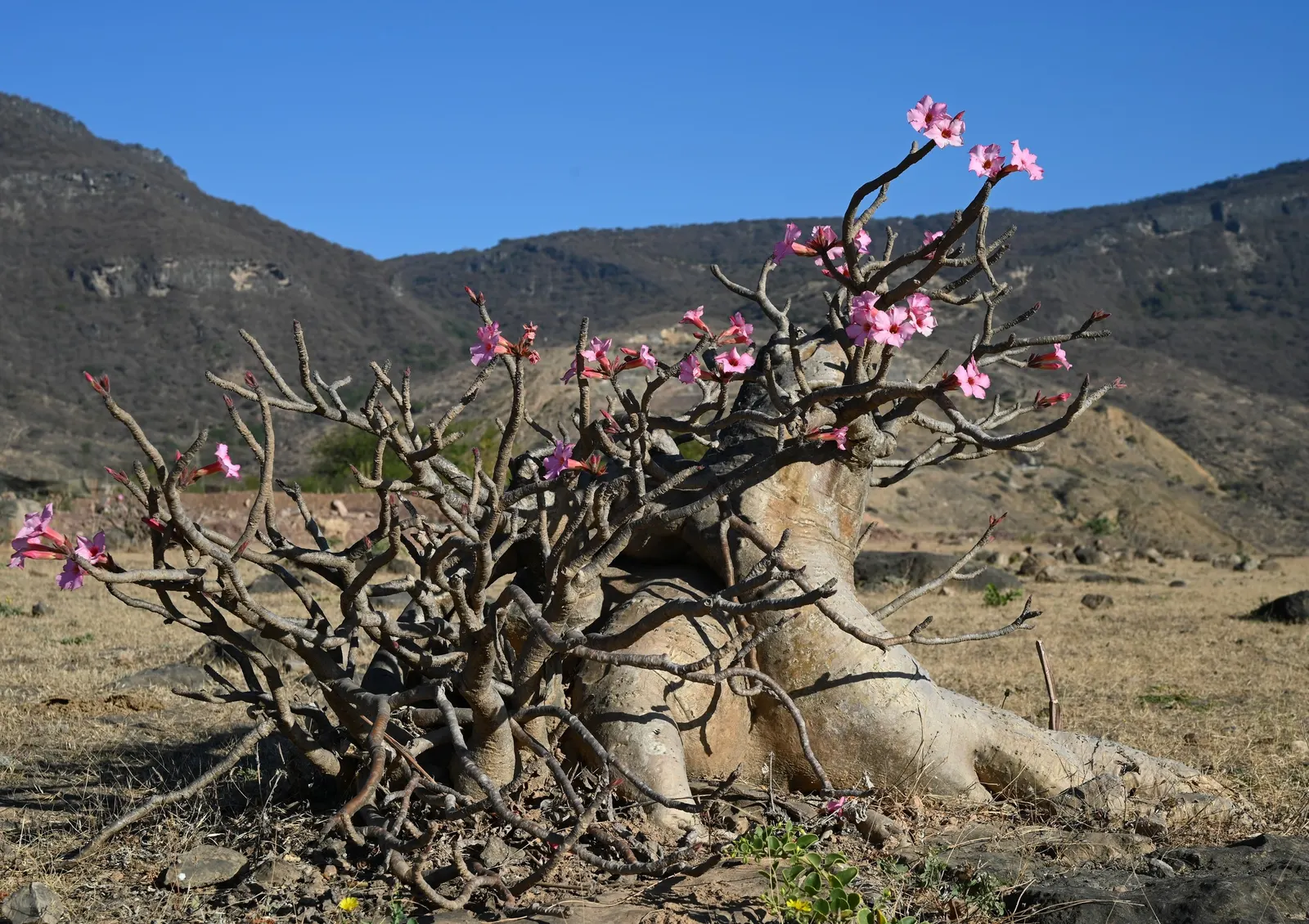 Desert Rose Or Desert Azalea (Adenium Obesum 'Calypso') — making it an excellent choice for xeriscaped gardens; with trumpet-shaped blooms that, image 84