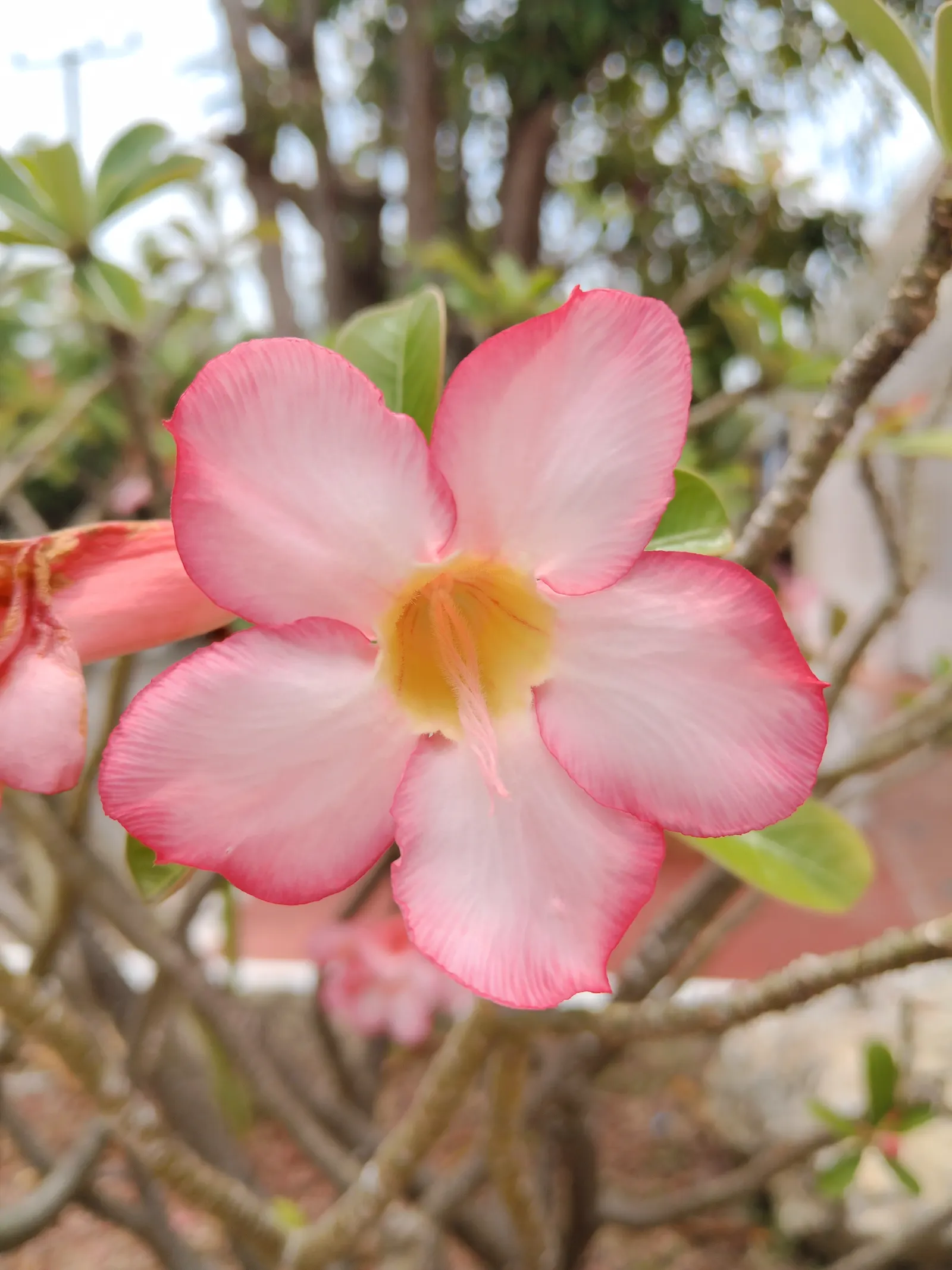 Desert Rose Or Desert Azalea (Adenium Obesum 'Calypso') — is a striking succulent shrub renowned for its sculptural form and vibrant flowers, image 100