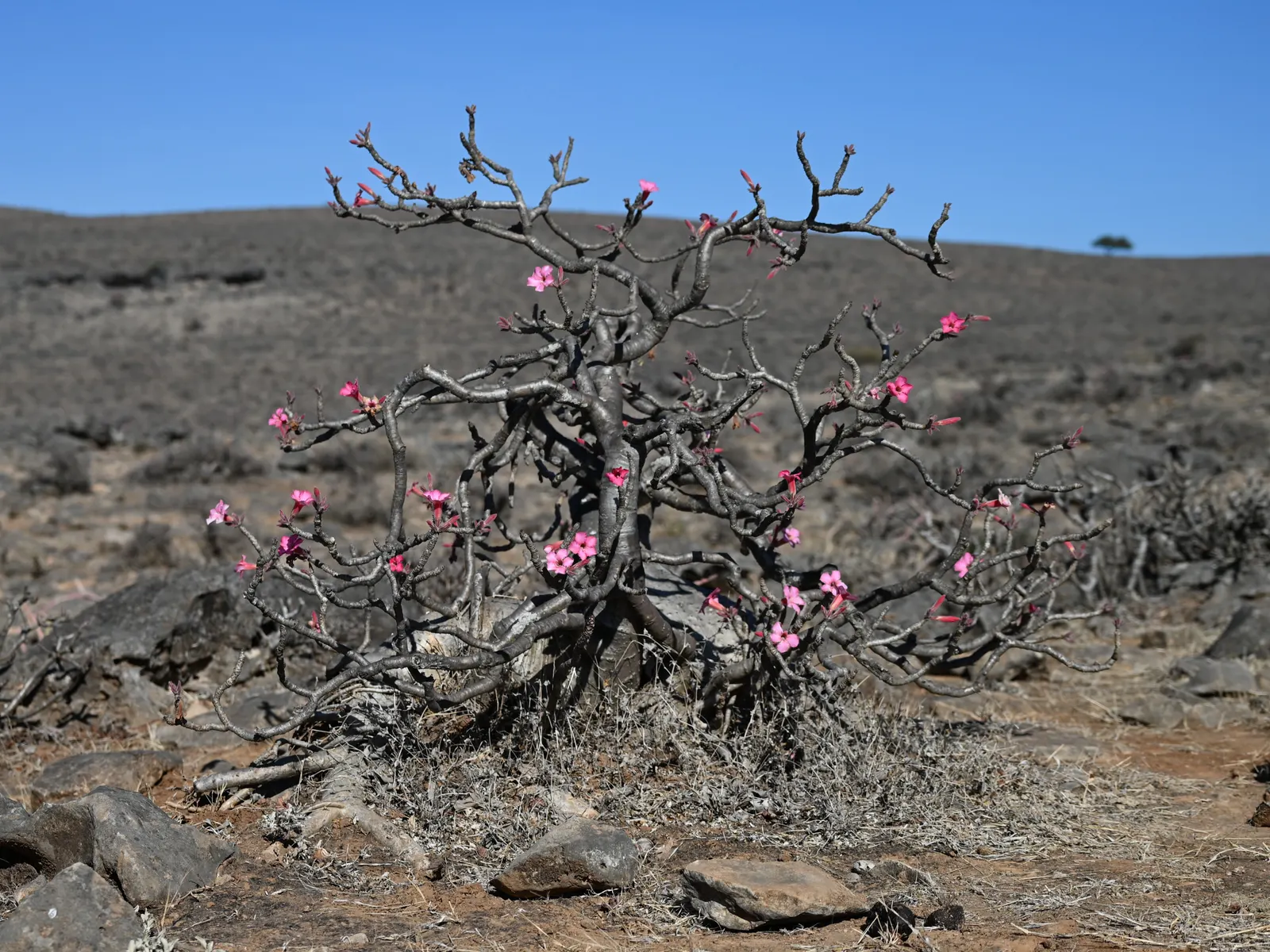 Desert Rose Or Desert Azalea (Adenium Obesum 'Calypso') — features a unique swollen base (caudex) that can reach over 10 inches in diameter; these flowers can