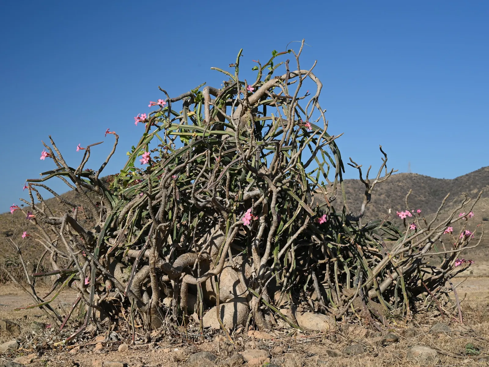 Desert Rose Or Desert Azalea (Adenium Obesum 'Calypso') — with trumpet-shaped blooms that boast a vivid pink to red hue with a sultry dark throat; pink and red