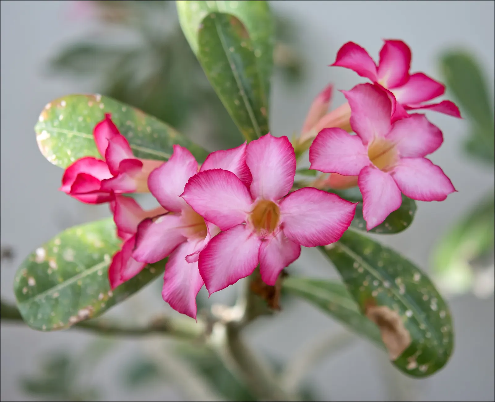 Desert Rose Or Desert Azalea (Adenium Obesum 'Calypso') — pink and red flowers in the garden; ideal for xeriscaping in USDA zones 10-12, it requires, image 90