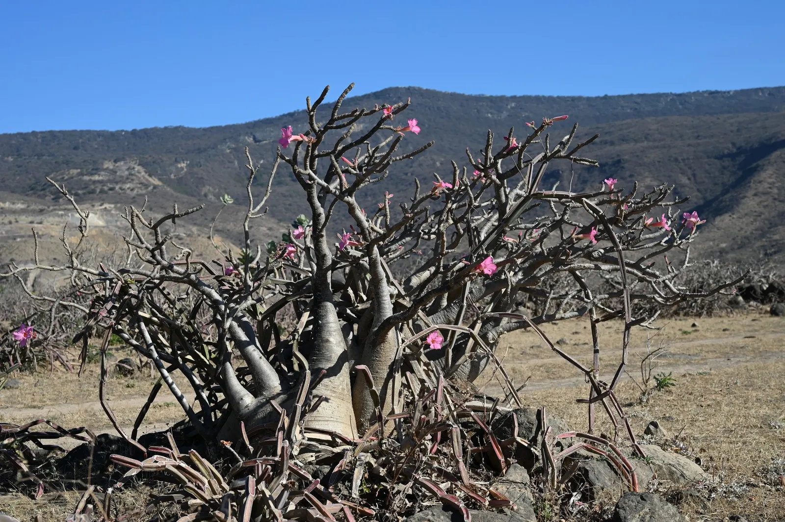 Desert Rose Or Desert Azalea (Adenium Obesum 'Calypso') — is a striking succulent shrub renowned for its sculptural form and vibrant flowers, image 123
