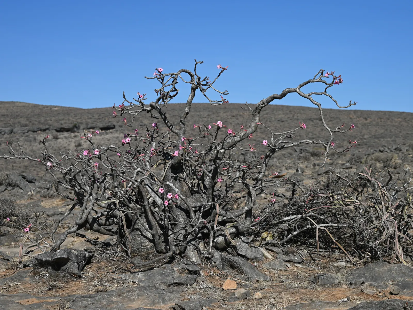 Desert Rose Or Desert Azalea (Adenium Obesum 'Calypso') — commonly known as Desert Rose; each spanning up to 2 inches, image 93