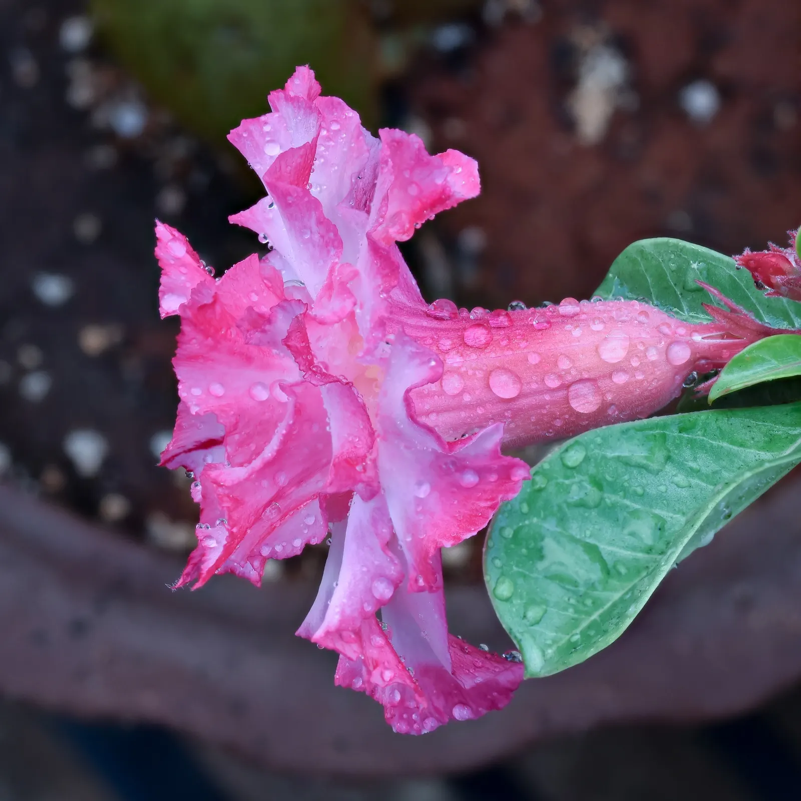 Desert Rose Or Desert Azalea (Adenium Obesum 'Calypso') — peaking during the warmest months.<br><br>The Desert Rose stands out with a distinctive, image 81