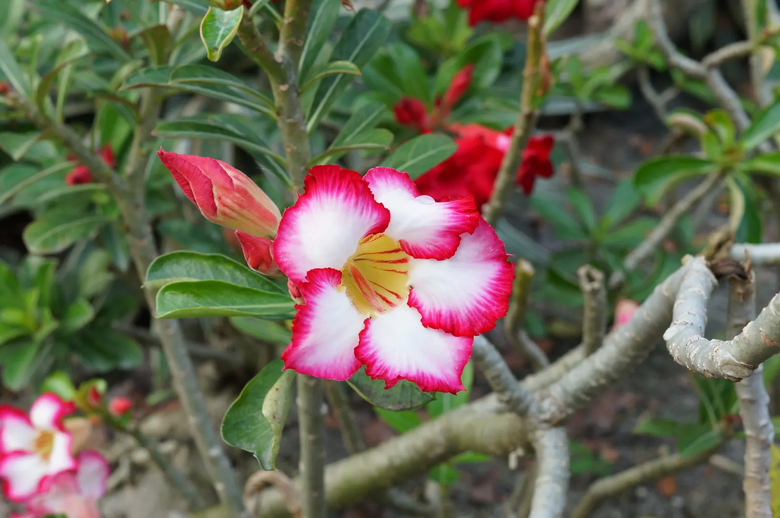 Desert Rose Or Desert Azalea (Adenium Obesum 'Calypso') — is a striking succulent shrub renowned for its sculptural form and vibrant flowers