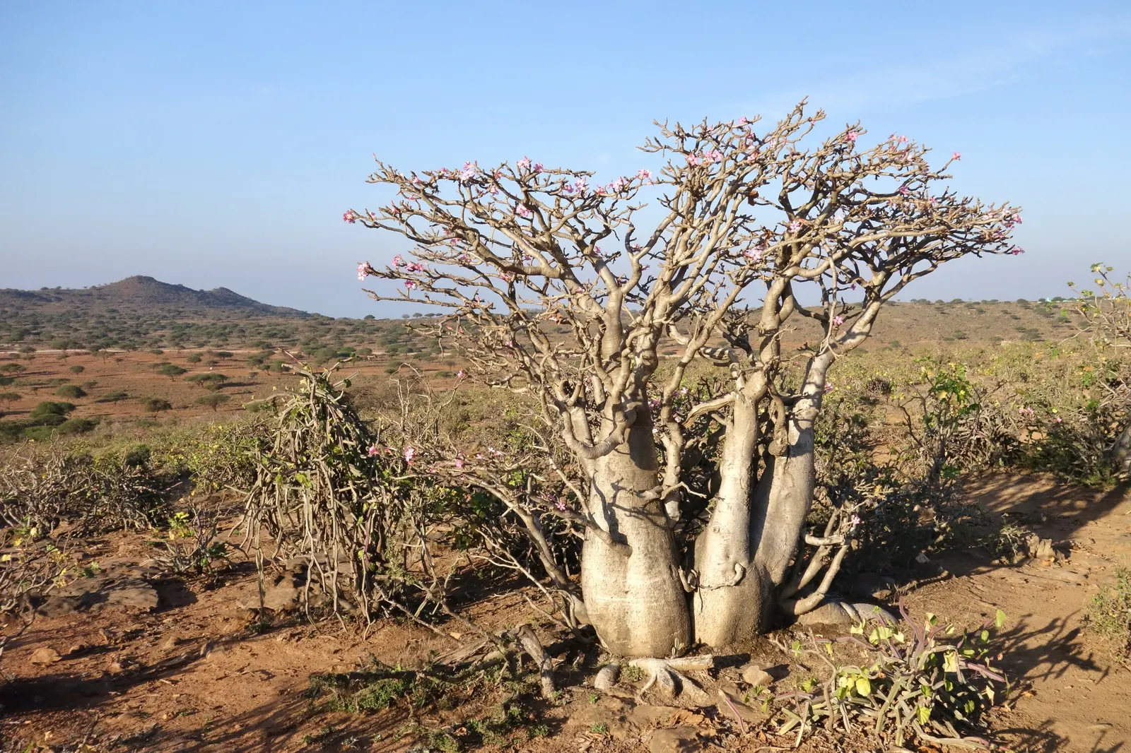 Desert Rose Or Desert Azalea (Adenium Obesum 'Calypso') — allows the plant to thrive in arid conditions; this succulent stands up to 3 feet tall, image 106