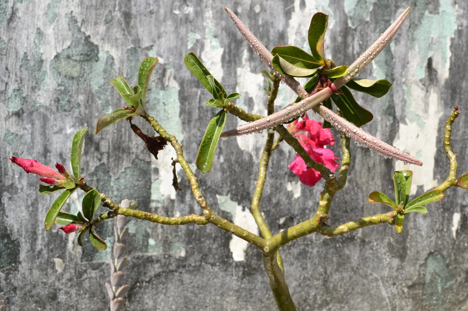 Desert Rose Or Desert Azalea (Adenium Obesum 'Calypso') — woody trunk that serves as a water reservoir during periods of drought; or as a container, image 59