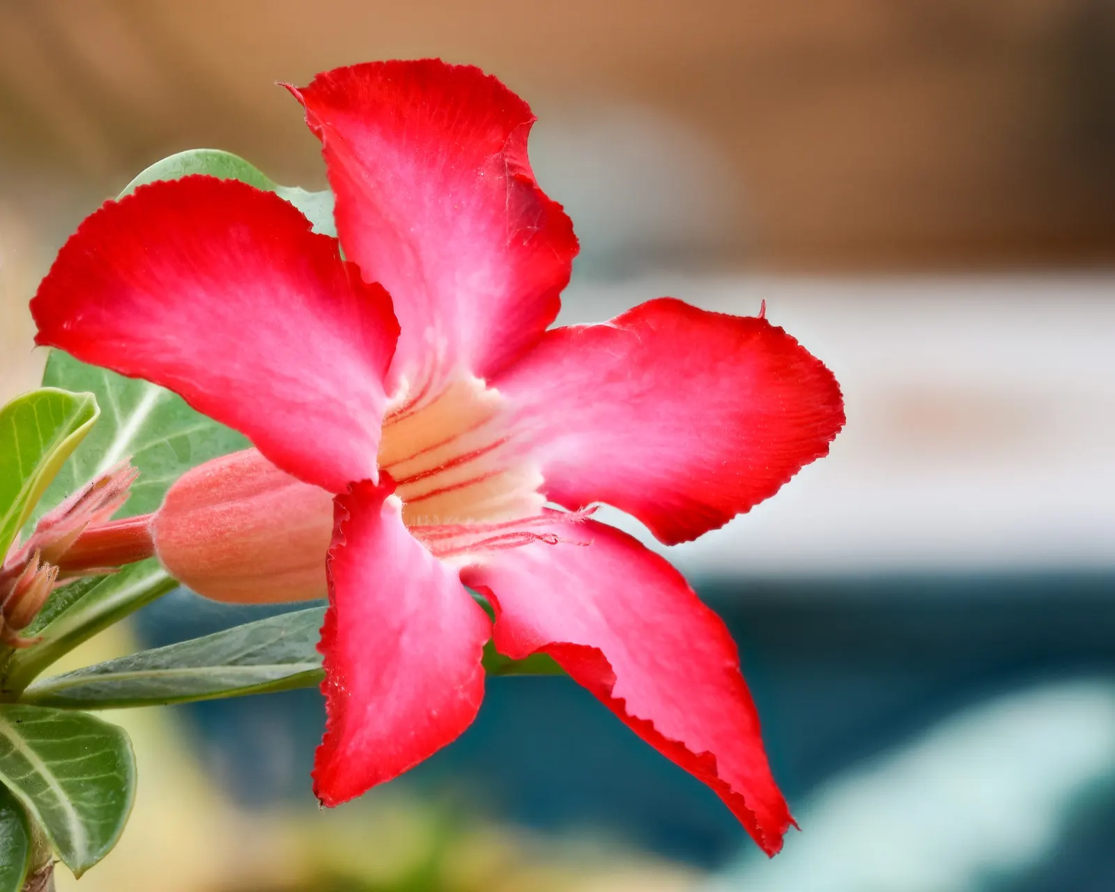 Desert Rose Or Desert Azalea (Adenium Obesum 'Calypso') — shrub / succulent with pink and red blooms; woody trunk that serves as a water reservoir during
