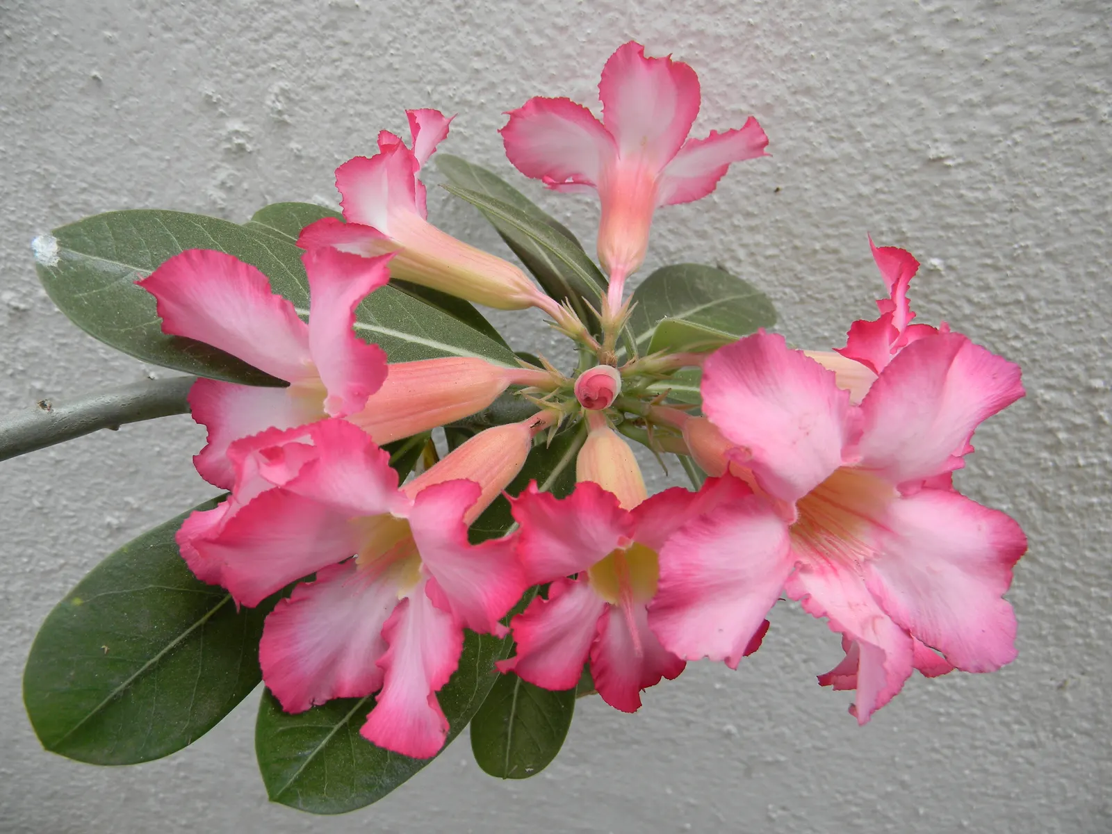 Desert Rose Or Desert Azalea (Adenium Obesum 'Calypso') — each spanning up to 2 inches; features a unique swollen base (caudex) that can reach over, image 119