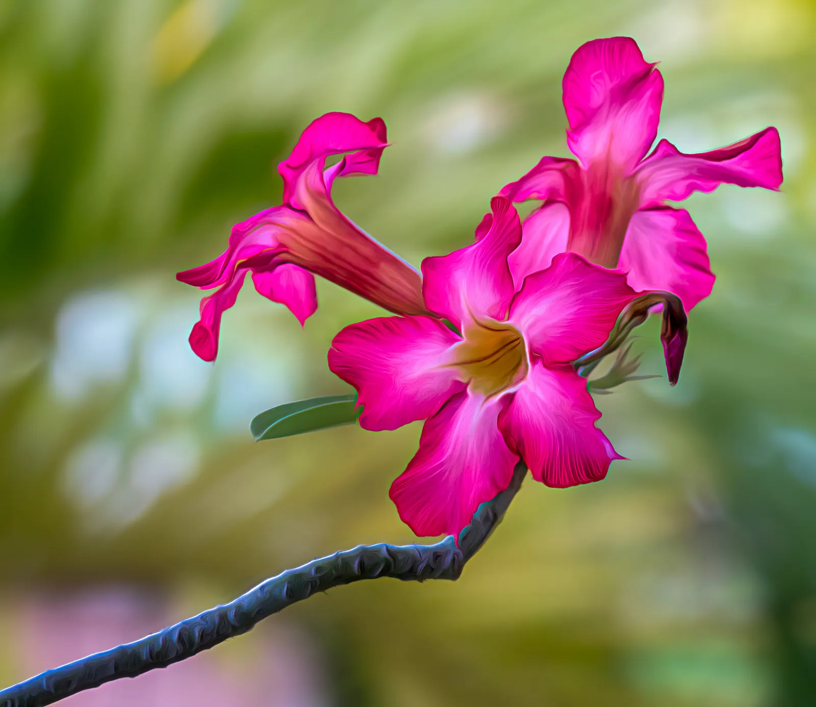 Desert Rose Or Desert Azalea (Adenium Obesum 'Calypso') — shrub / succulent with pink and red blooms; woody trunk that serves as a water reservoir, image 91