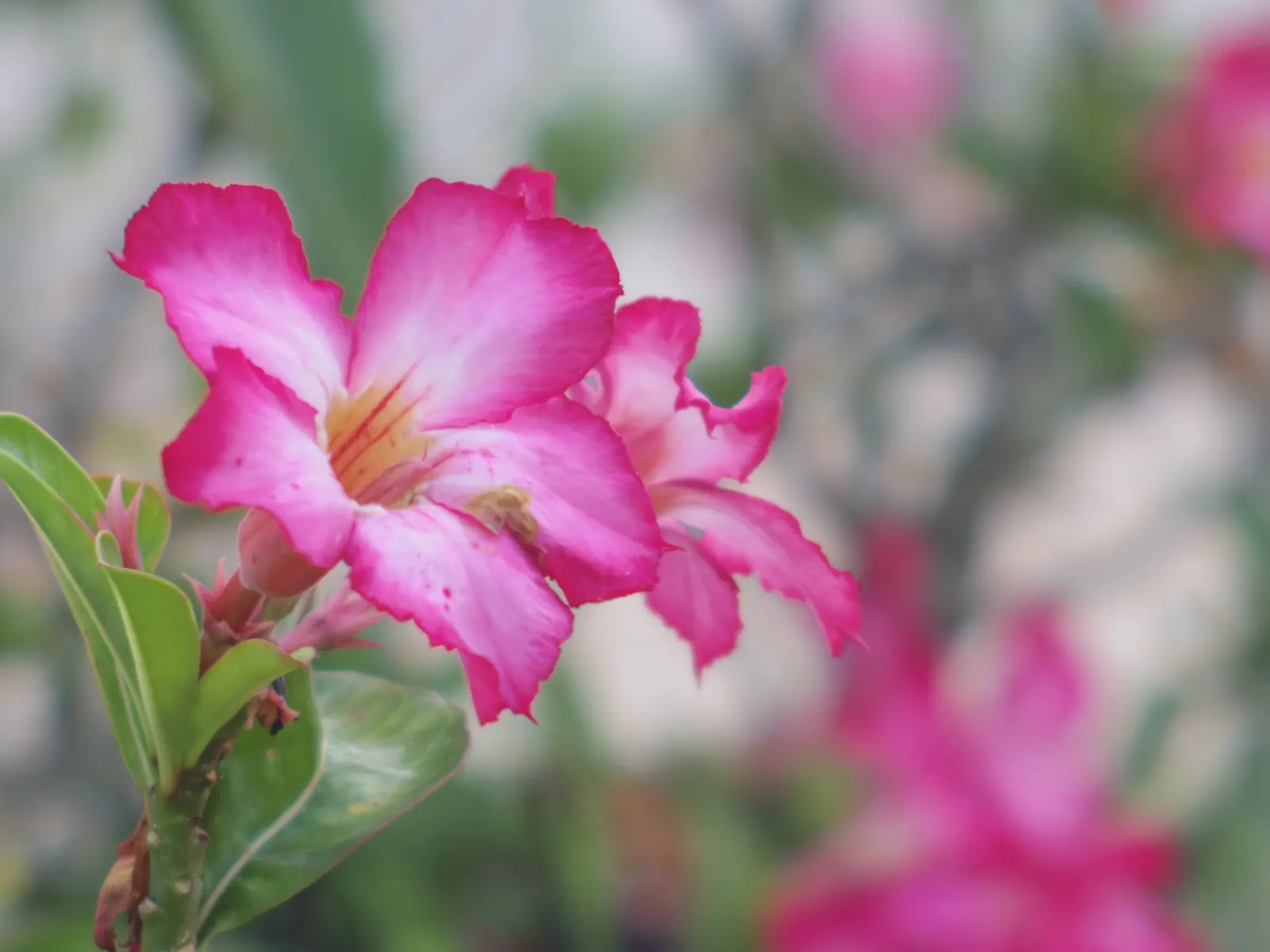 Desert Rose Or Desert Azalea (Adenium Obesum 'Calypso') — Ideal for xeriscaping in USDA zones 10-12, it requires well-drained soil and full sun, image 98