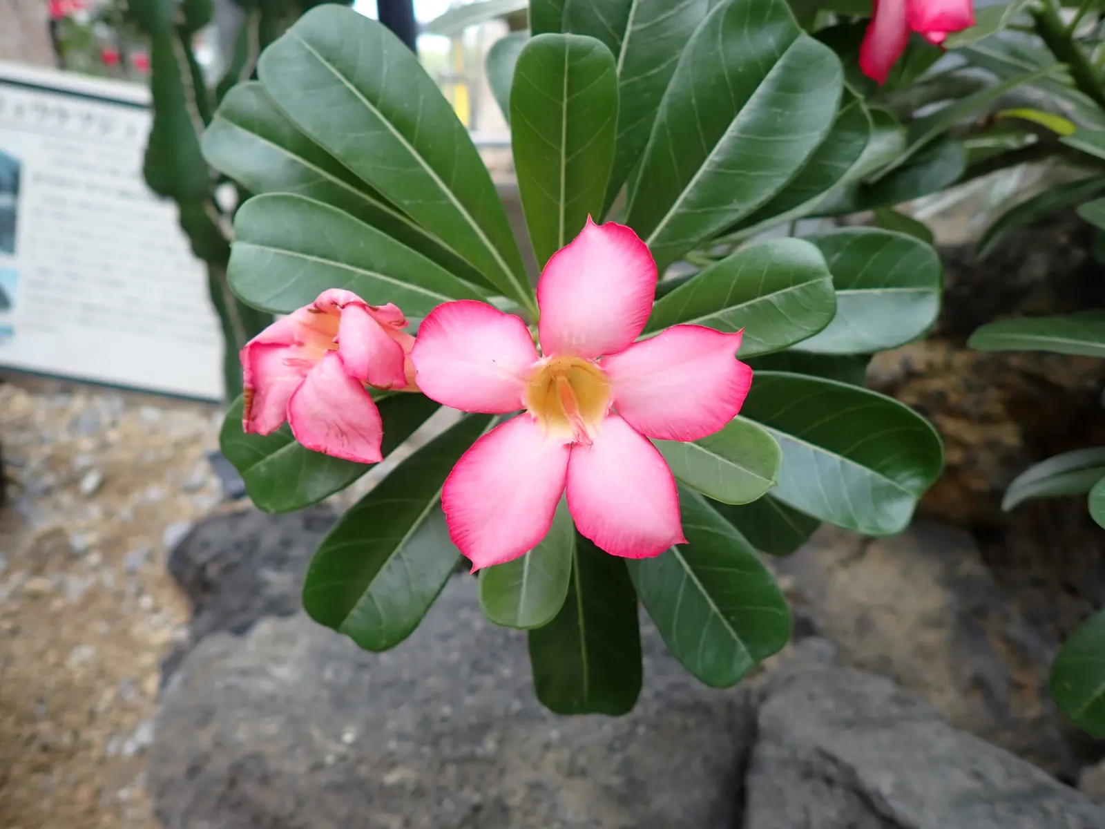 Desert Rose Or Desert Azalea (Adenium Obesum 'Calypso') — Remember to handle with care, as the sap is toxic if ingested and may cause skin irritation; shrub /