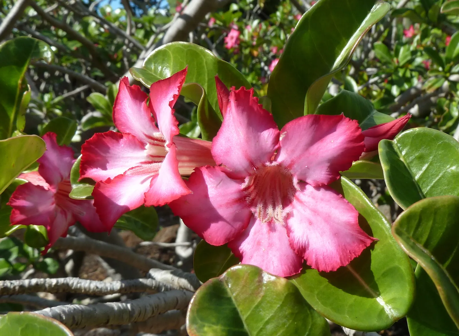 Desert Rose Or Desert Azalea (Adenium Obesum 'Calypso') — shrub / succulent with pink and red blooms; woody trunk that serves as a water reservoir, image 68
