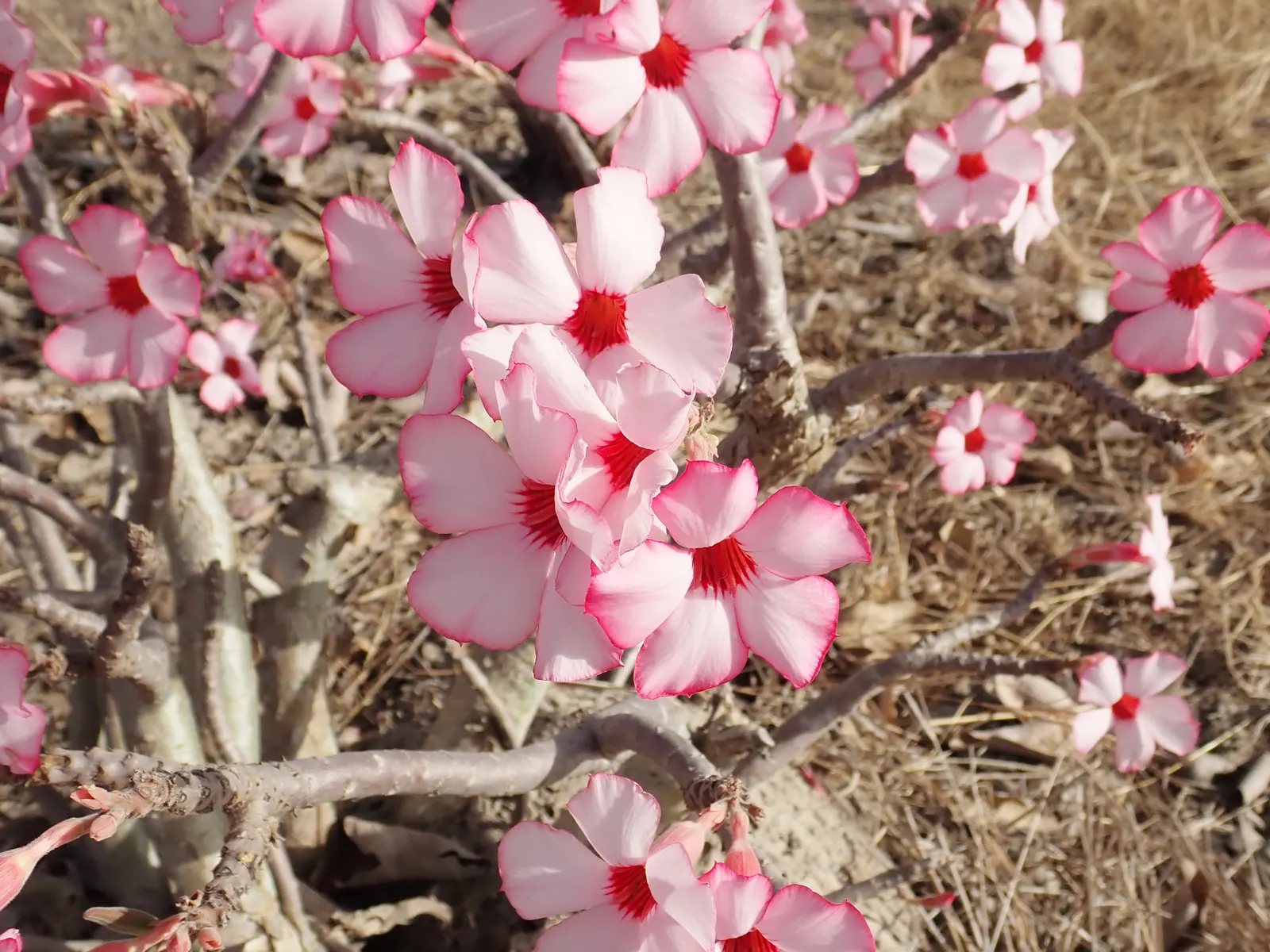 Desert Rose Or Desert Azalea (Adenium Obesum 'Calypso') — allows the plant to thrive in arid conditions; this succulent stands up to 3 feet tall, image 129