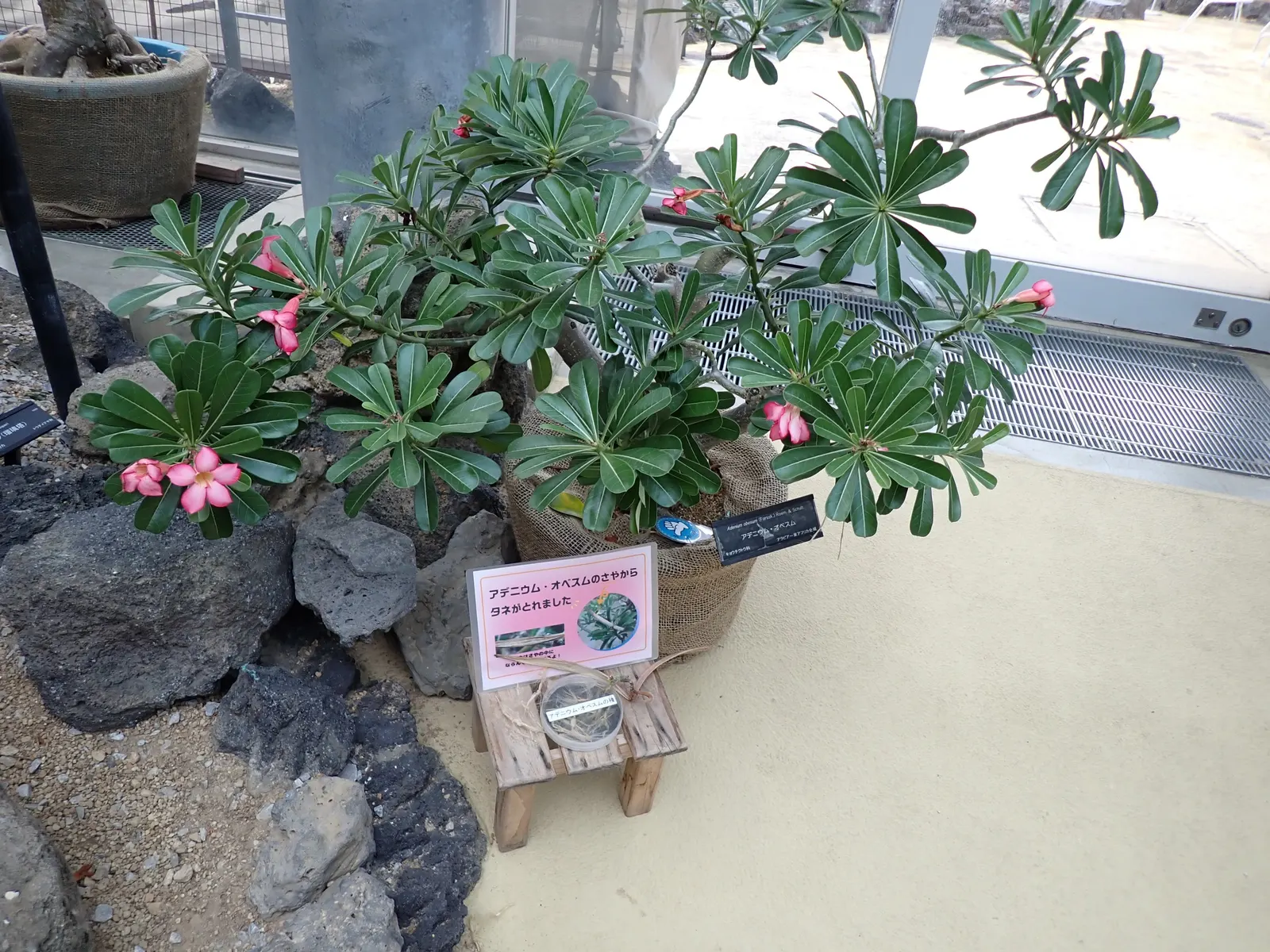 Desert Rose Or Desert Azalea (Adenium Obesum 'Calypso') — woody trunk that serves as a water reservoir during periods of drought; or as a container specimen on