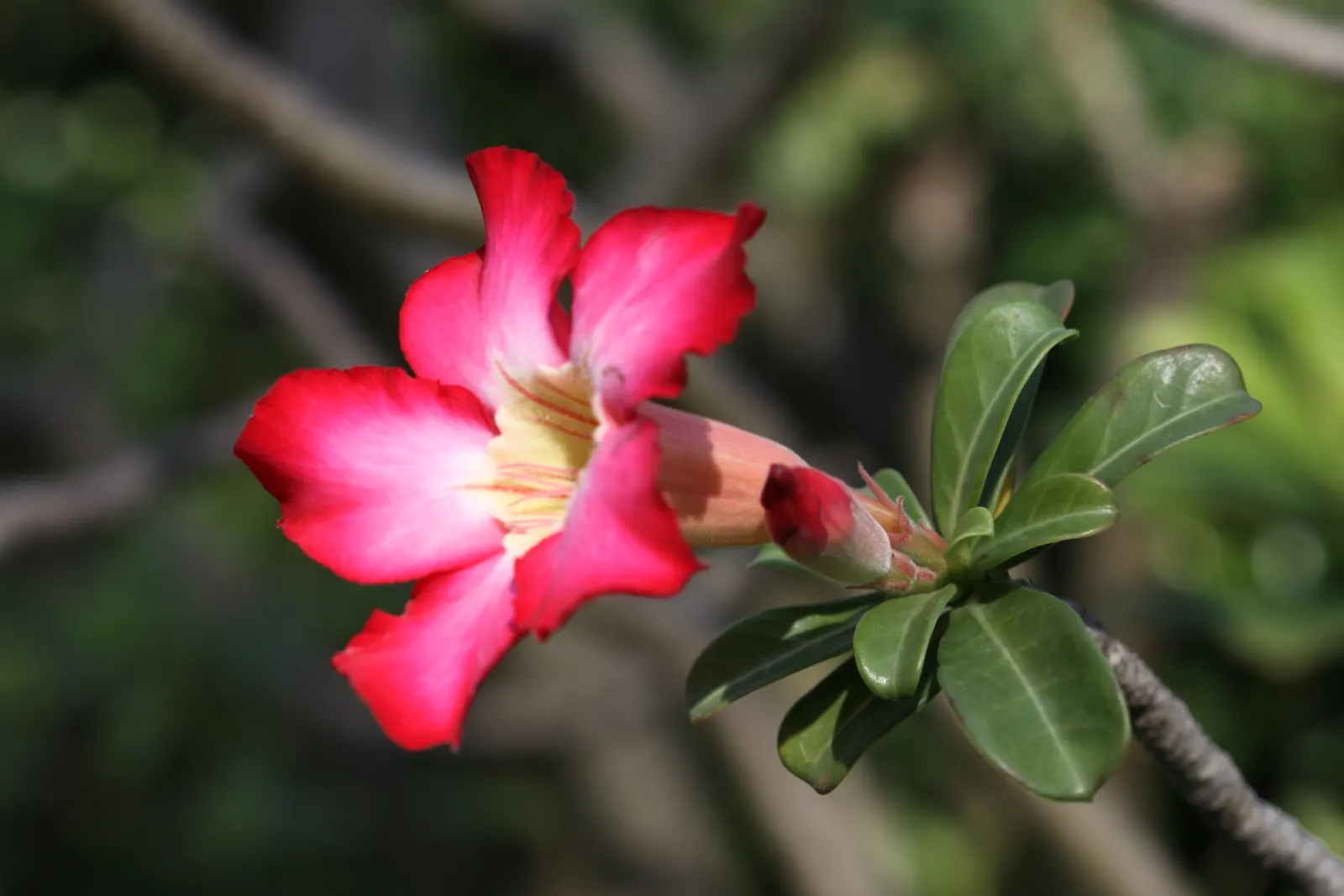 Desert Rose Or Desert Azalea (Adenium Obesum 'Calypso') — which contrast its glossy; this particular cultivar offers a breathtaking floral display