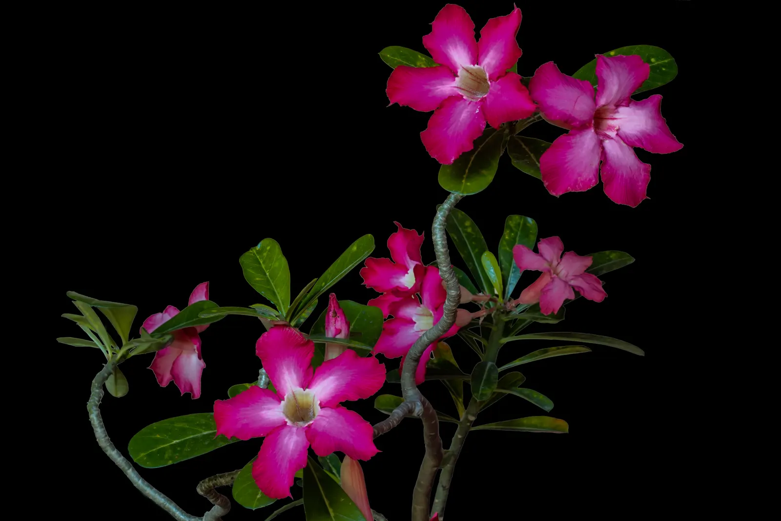 Desert Rose Or Desert Azalea (Adenium Obesum 'Calypso') — This particular cultivar offers a breathtaking floral display; allows the plant to thrive, image 101